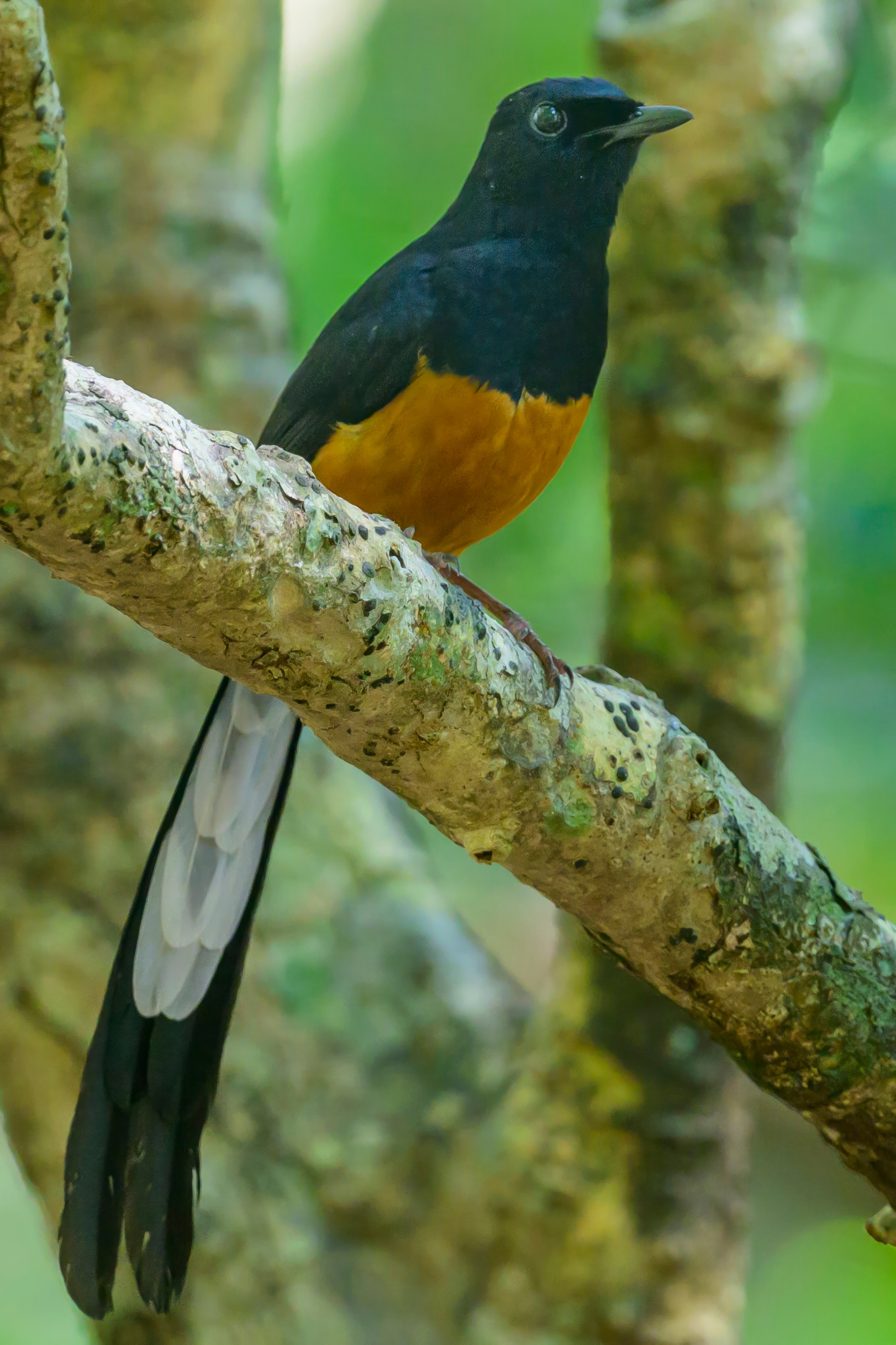 Шри Ланка. Wildlife photography by Sergey Puponin