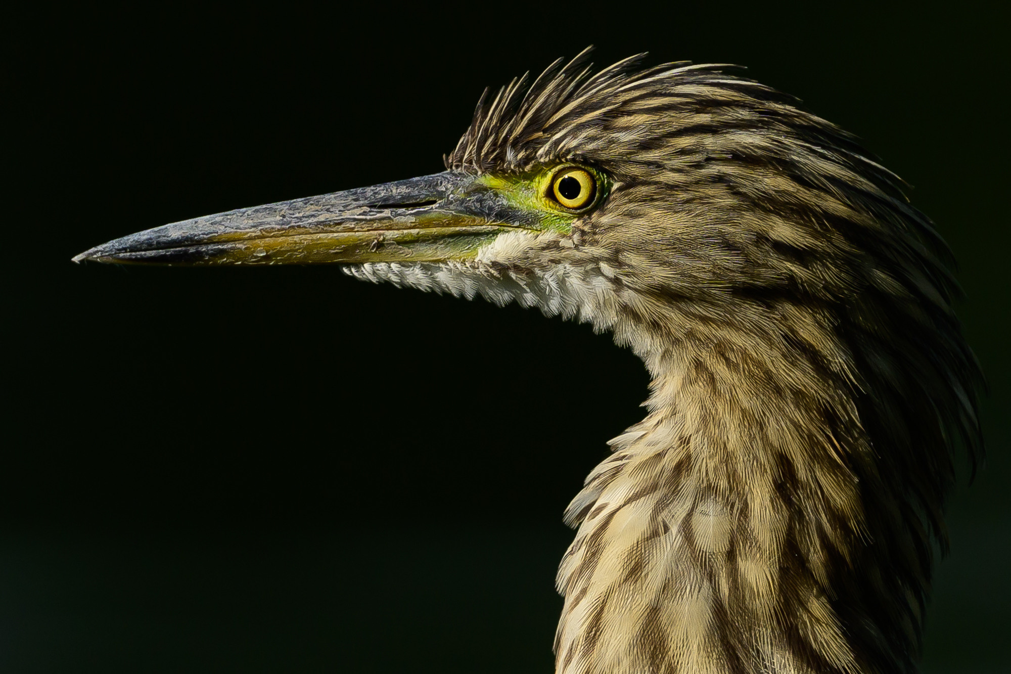 Индия. Wildlife photography by Sergey Puponin