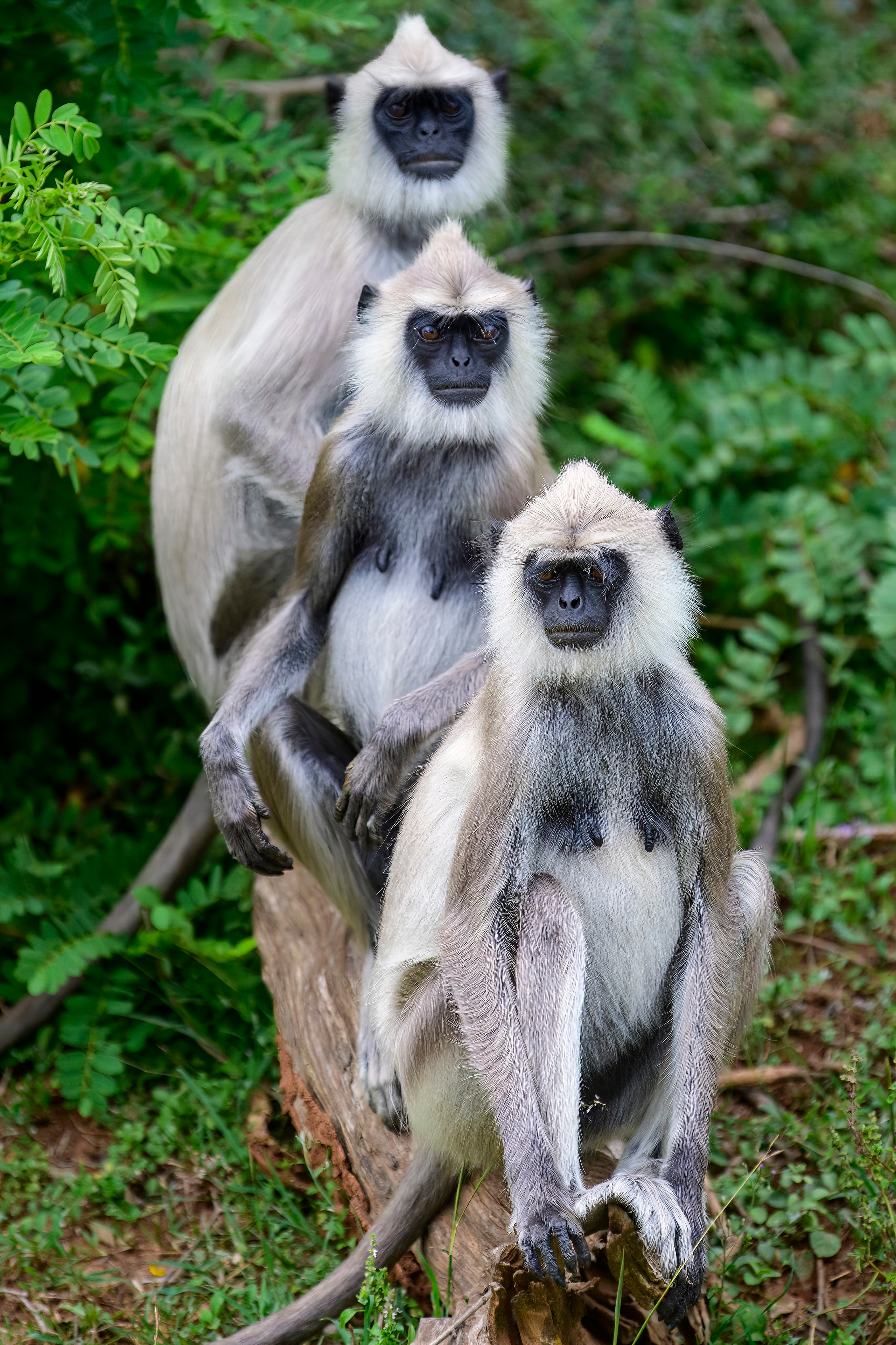 Шри Ланка. Wildlife photography by Sergey Puponin