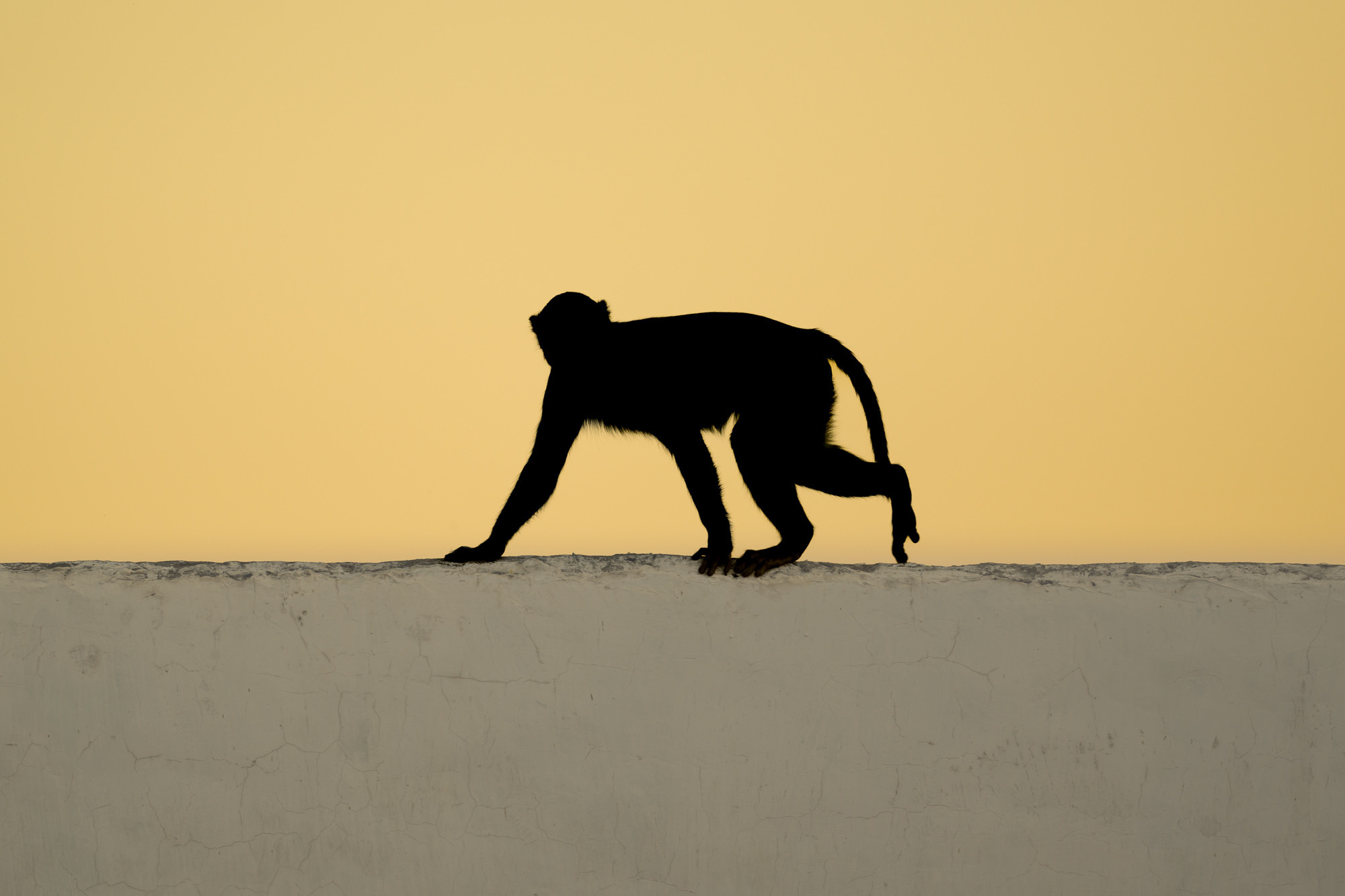 Индия. Wildlife photography by Sergey Puponin