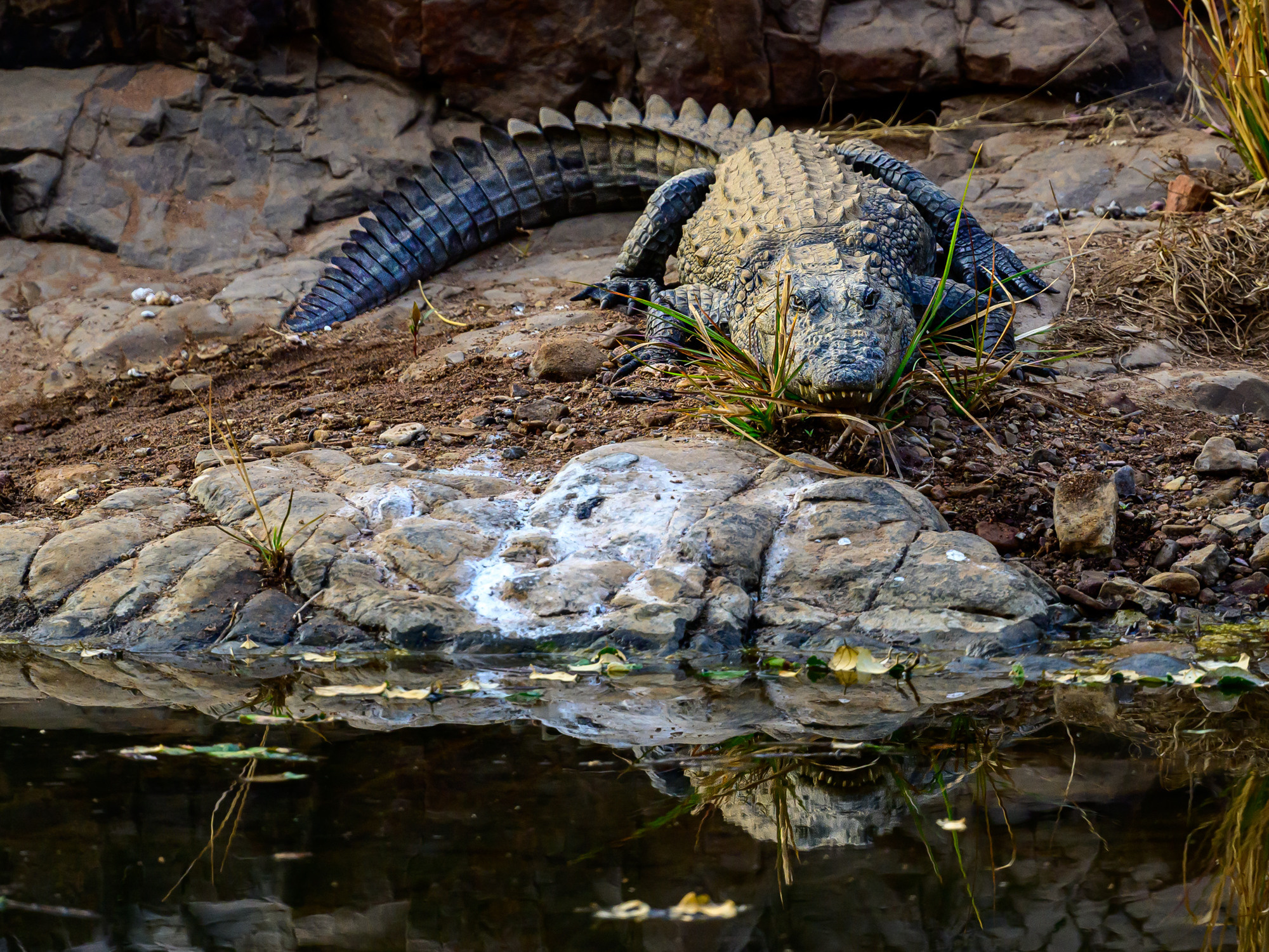 Индия. Wildlife photography by Sergey Puponin