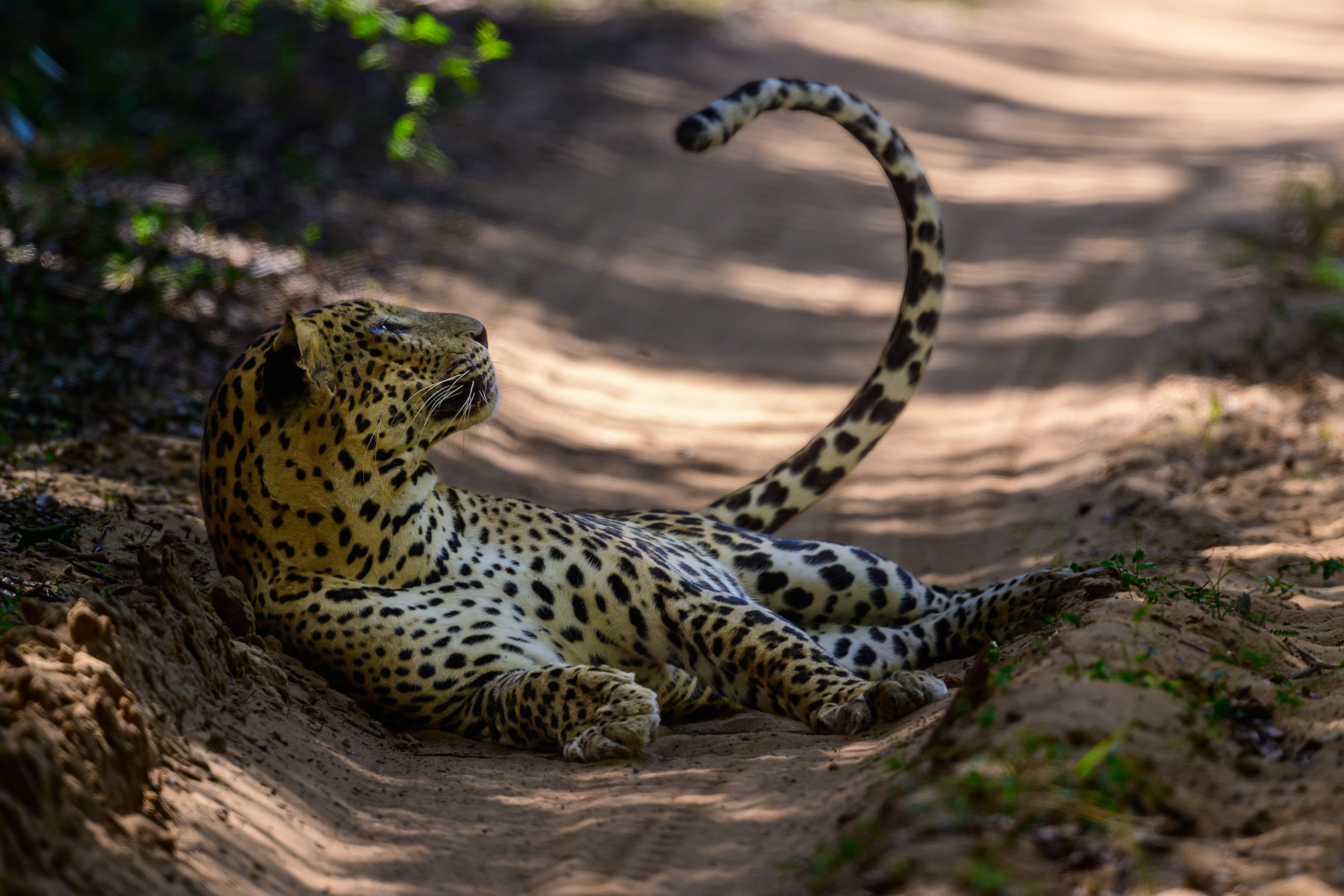 Шри Ланка. Wildlife photography by Sergey Puponin
