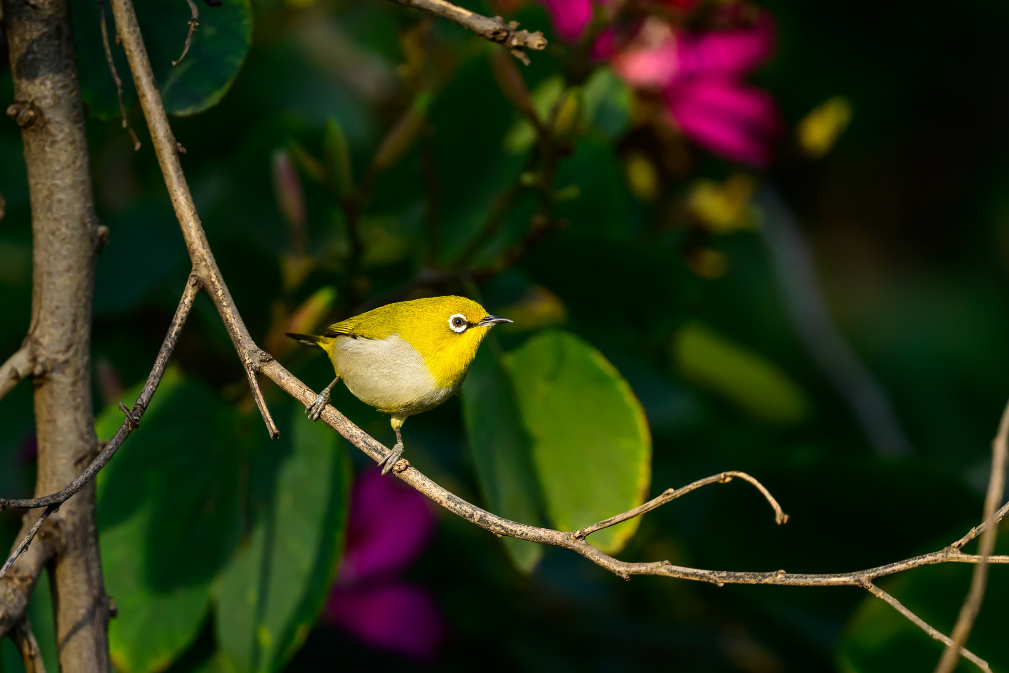 Индия. Wildlife photography by Sergey Puponin