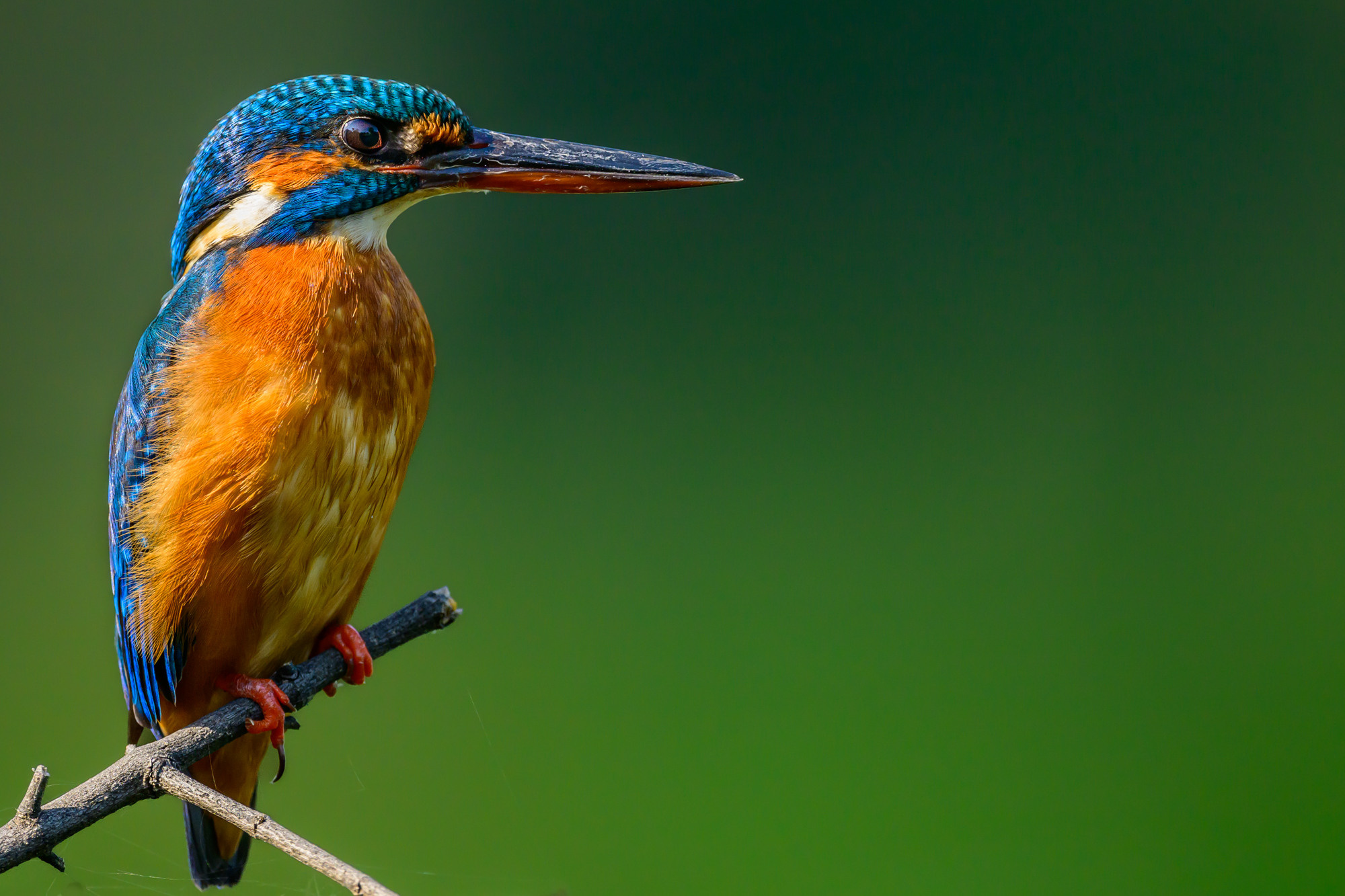 Индия. Wildlife photography by Sergey Puponin