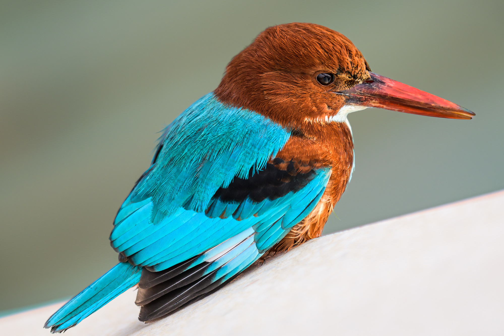 Индия. Wildlife photography by Sergey Puponin