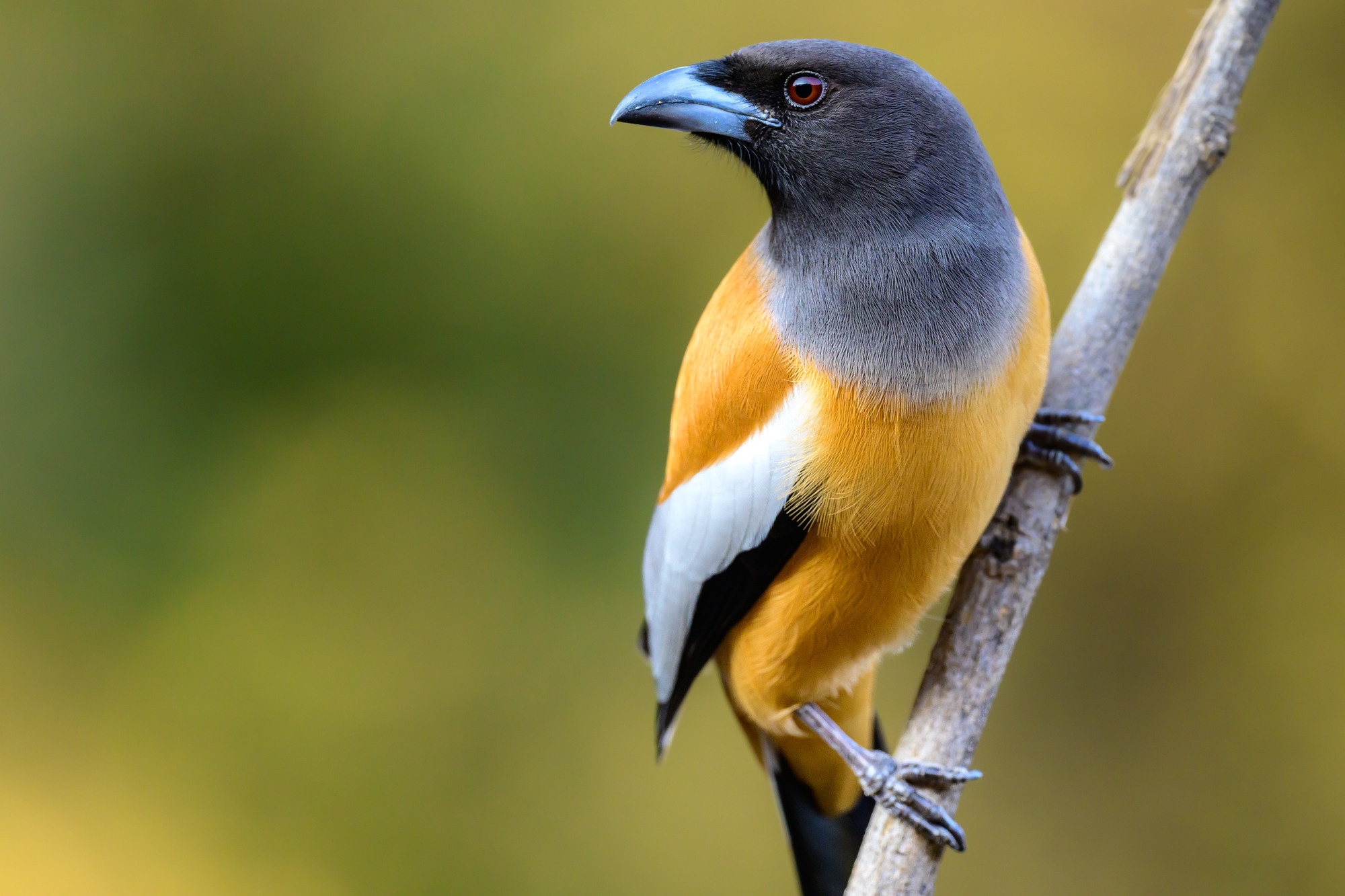 Индия. Wildlife photography by Sergey Puponin