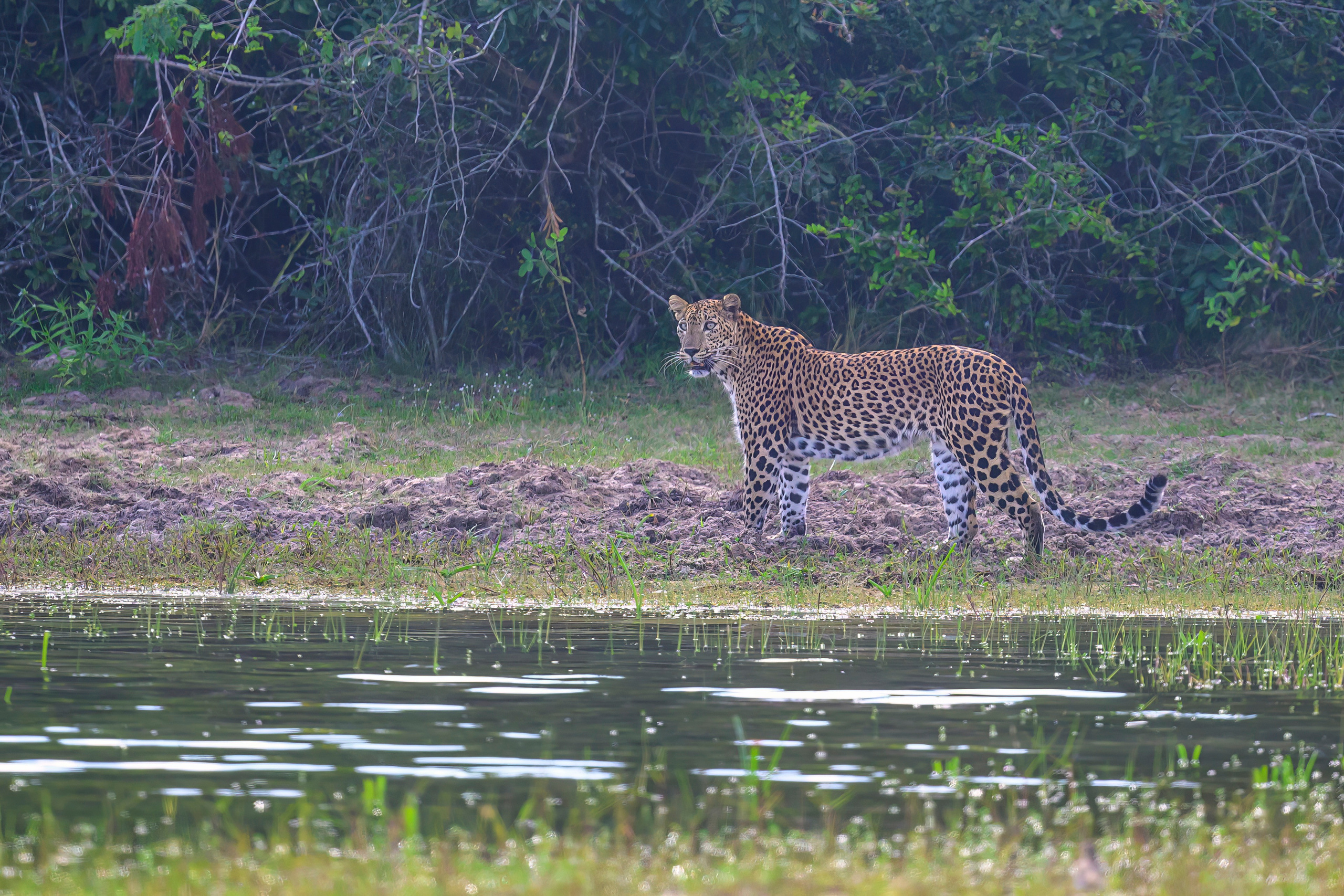 Шри Ланка. Wildlife photography by Sergey Puponin