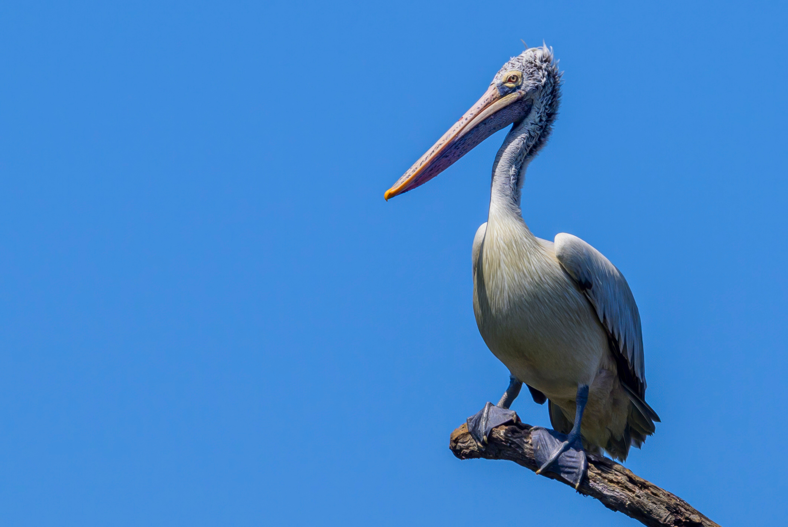 Шри Ланка. Wildlife photography by Sergey Puponin