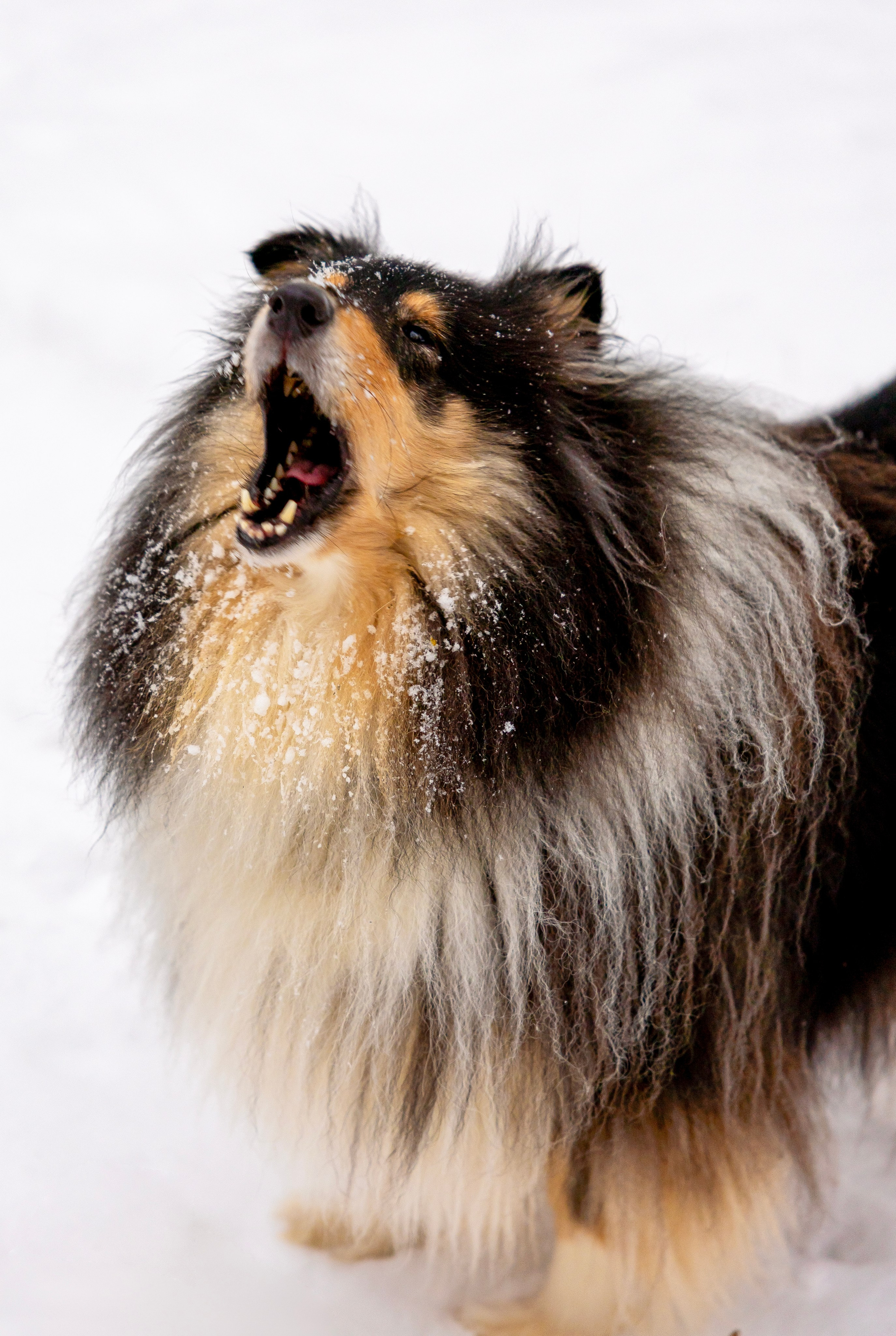 Фотосессия с питомцами (Анастасия, Габри и Лара). Фотограф Люся Воробьева