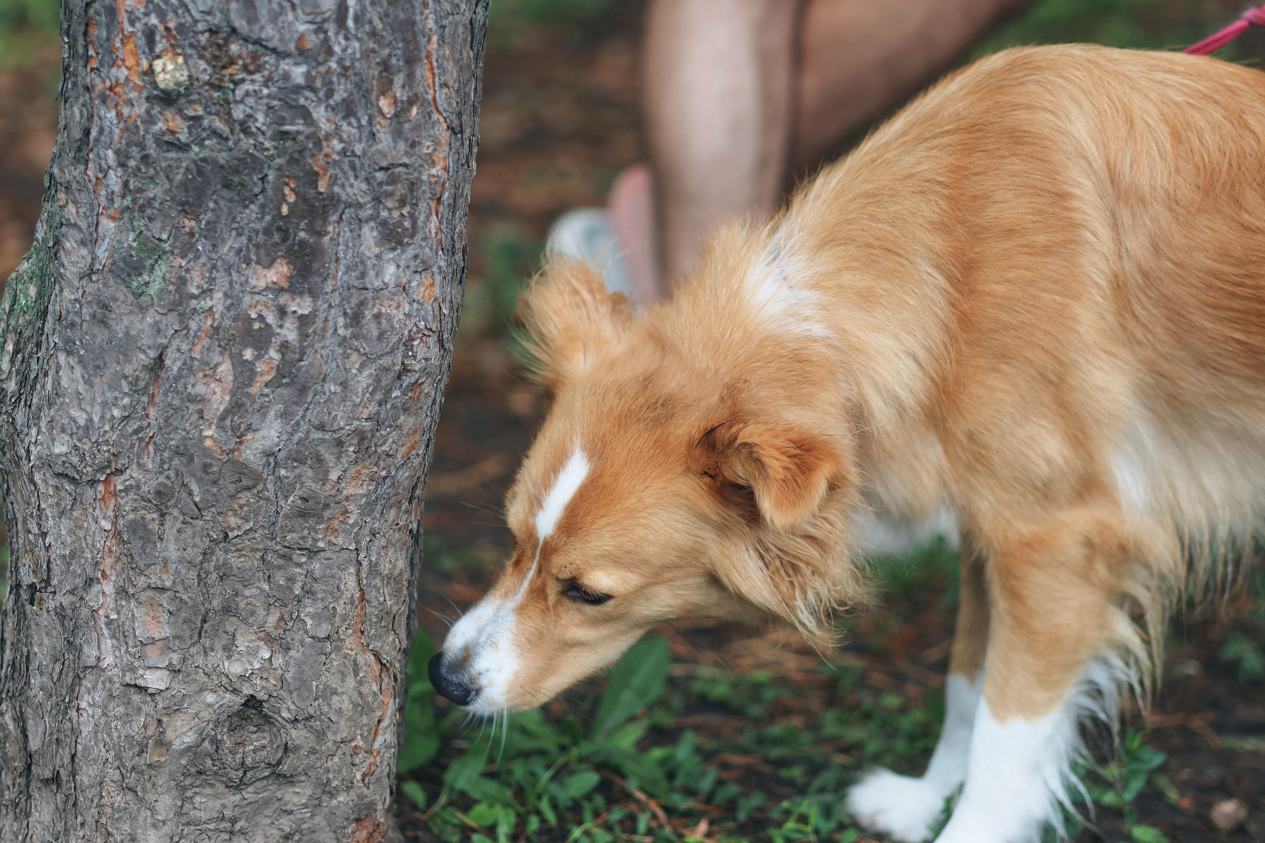 Четыре Лапы. Свадебный и репортажный фотограф Дмитрий Кононенко