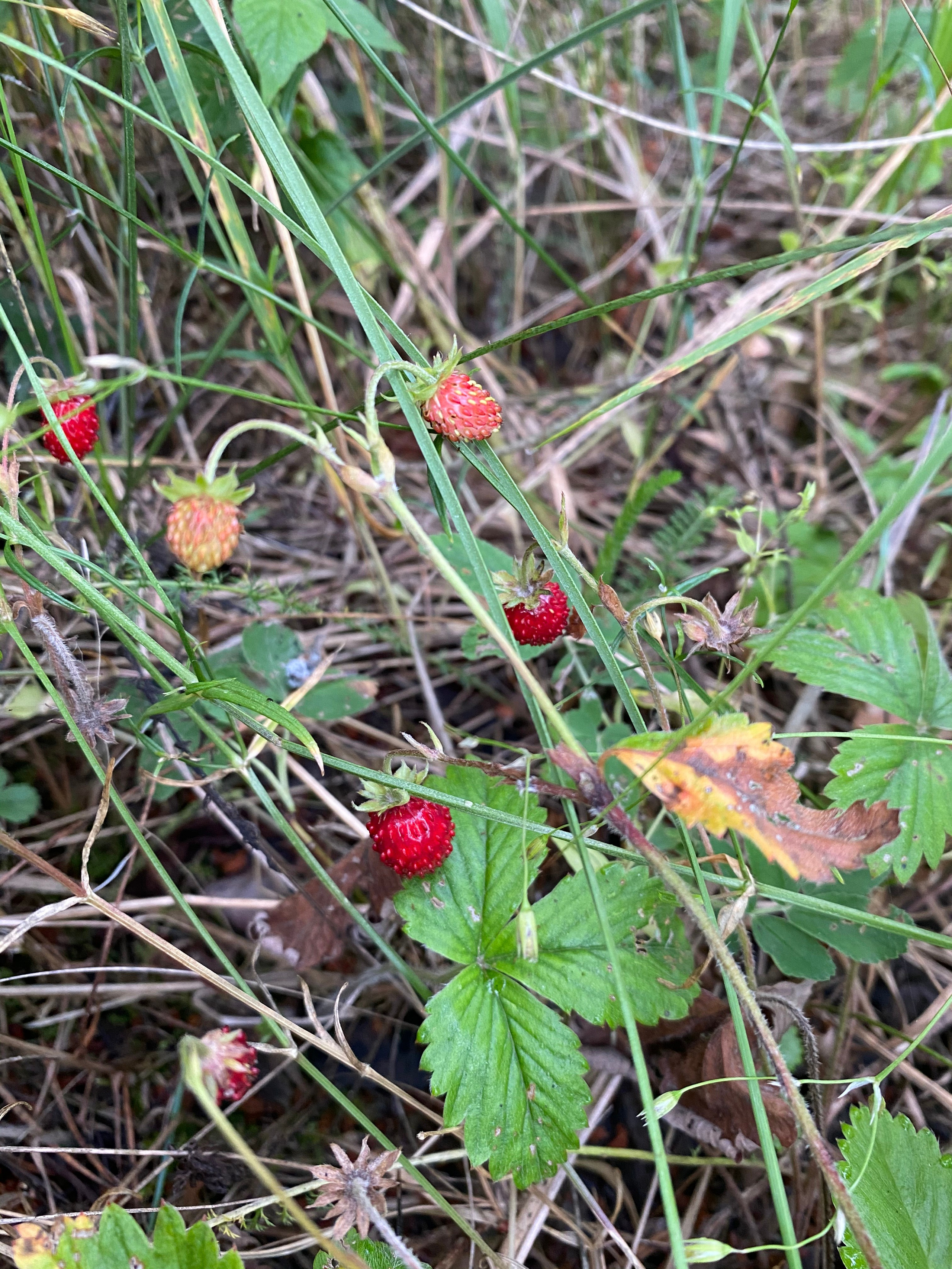 Териберка — 20. Своя Мастерская