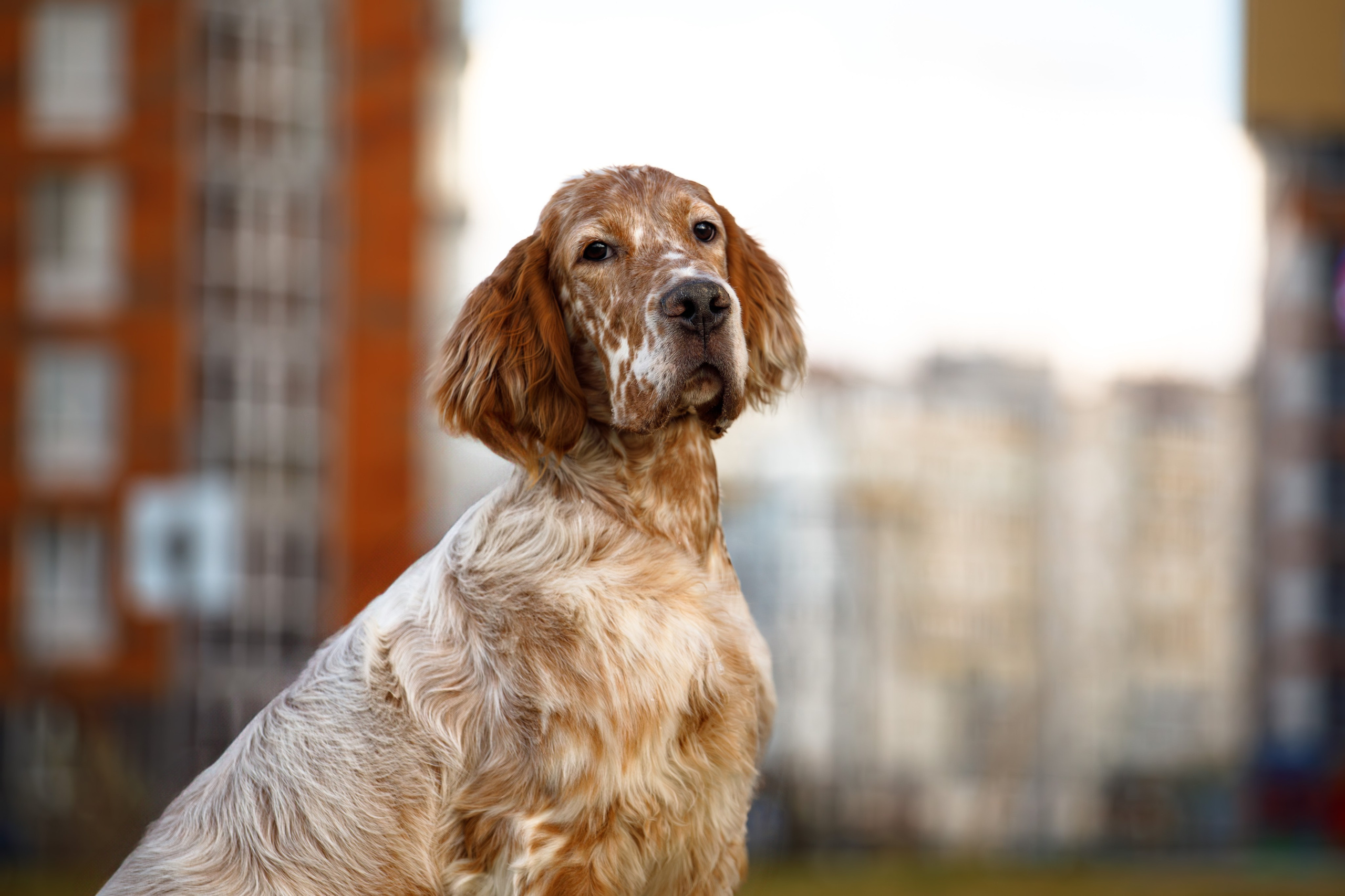 Андрей и Милан. Фотограф Екатерина Козловская
