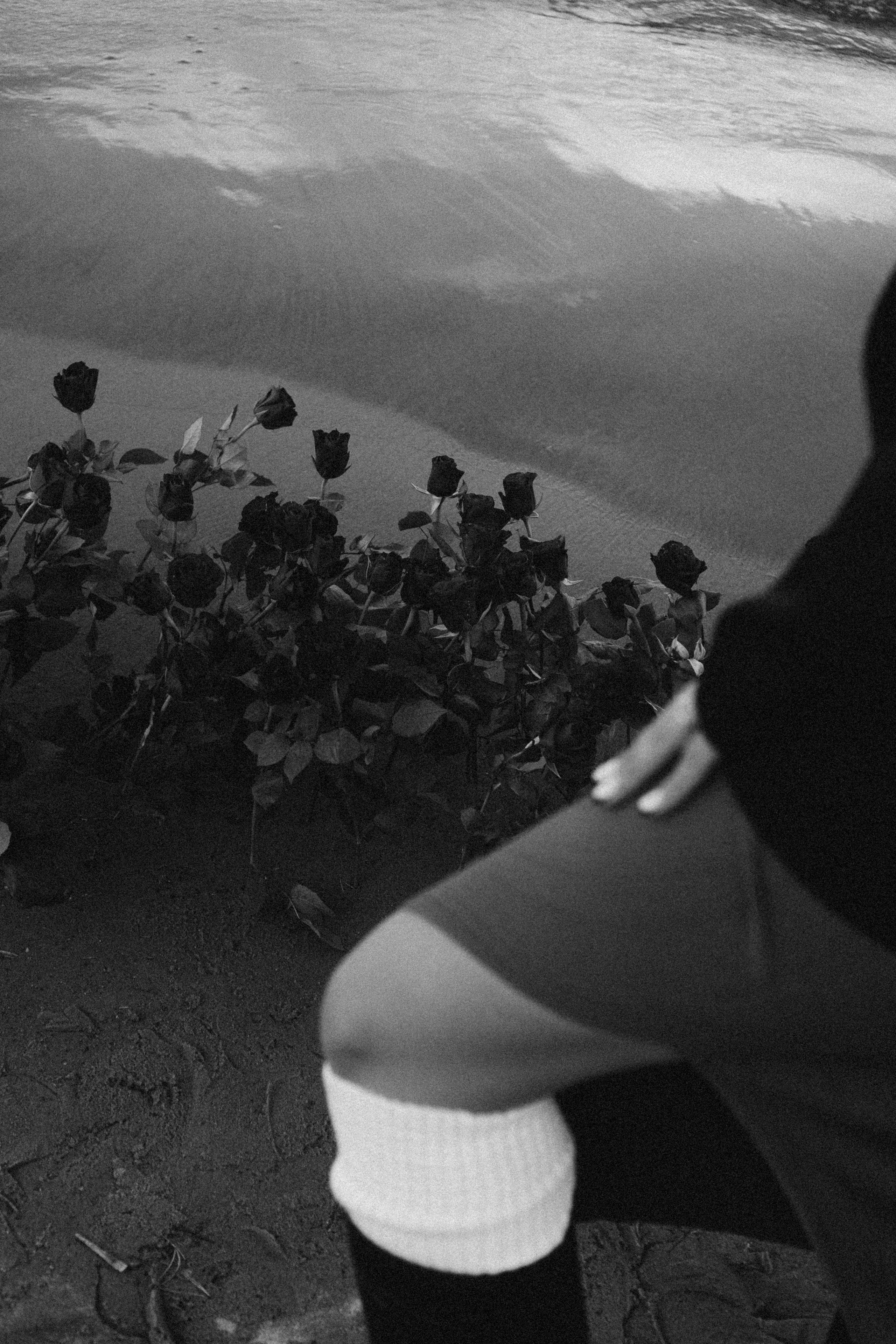 Розы. Профессиональный фотограф, Санкт-Петербург — Виктория Богомолова