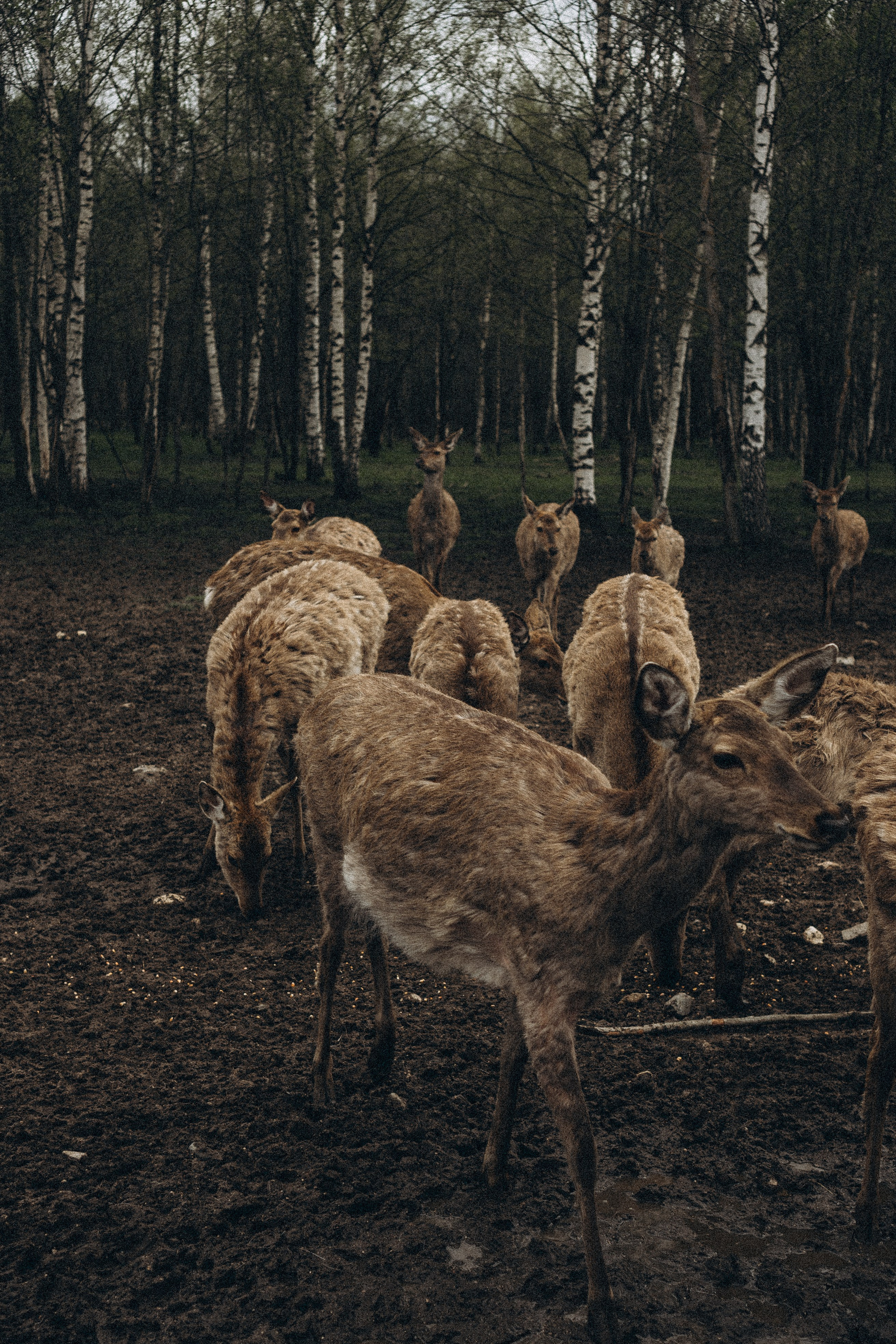 ОЛЕНЬЯ ФЕРМА В ТВЕРИ. Профессиональный фотограф, Санкт-Петербург — Виктория Богомолова
