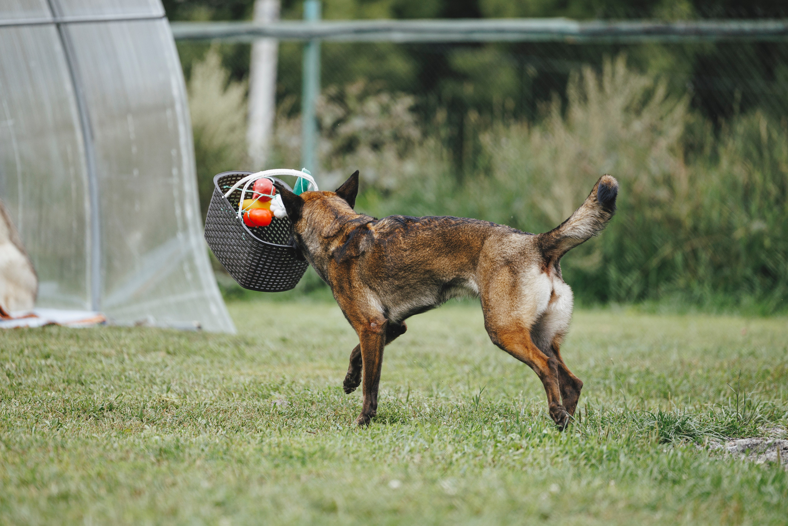 08.08.25-10.08.25 ЧР по мондьорингу г. Вологда. Фотограф-анималист Анна Маринич