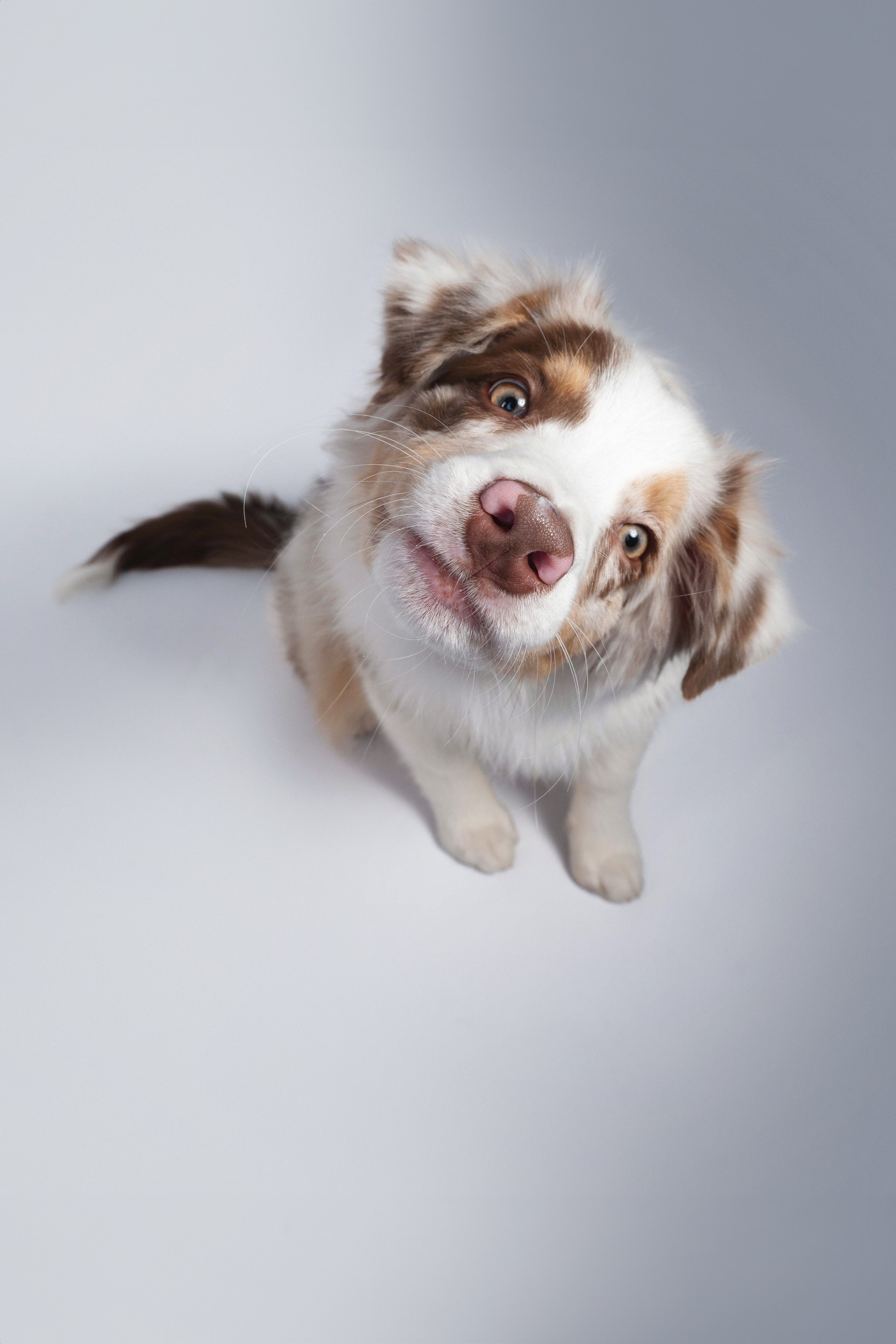 Бри, Панда, Эста и Жара. Фотограф анималист Осипчикова Мария