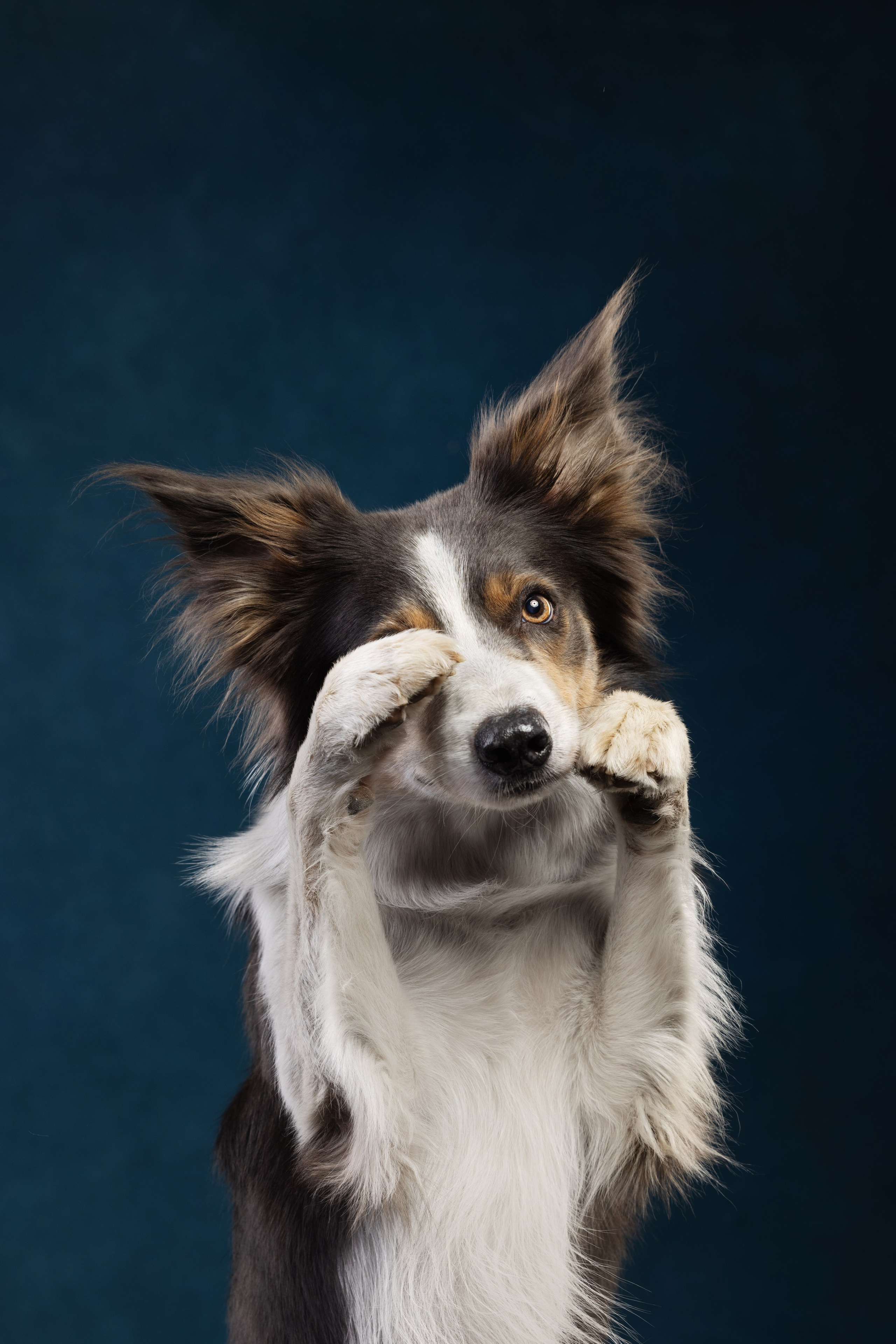 Бордер колли. Фотограф анималист Осипчикова Мария