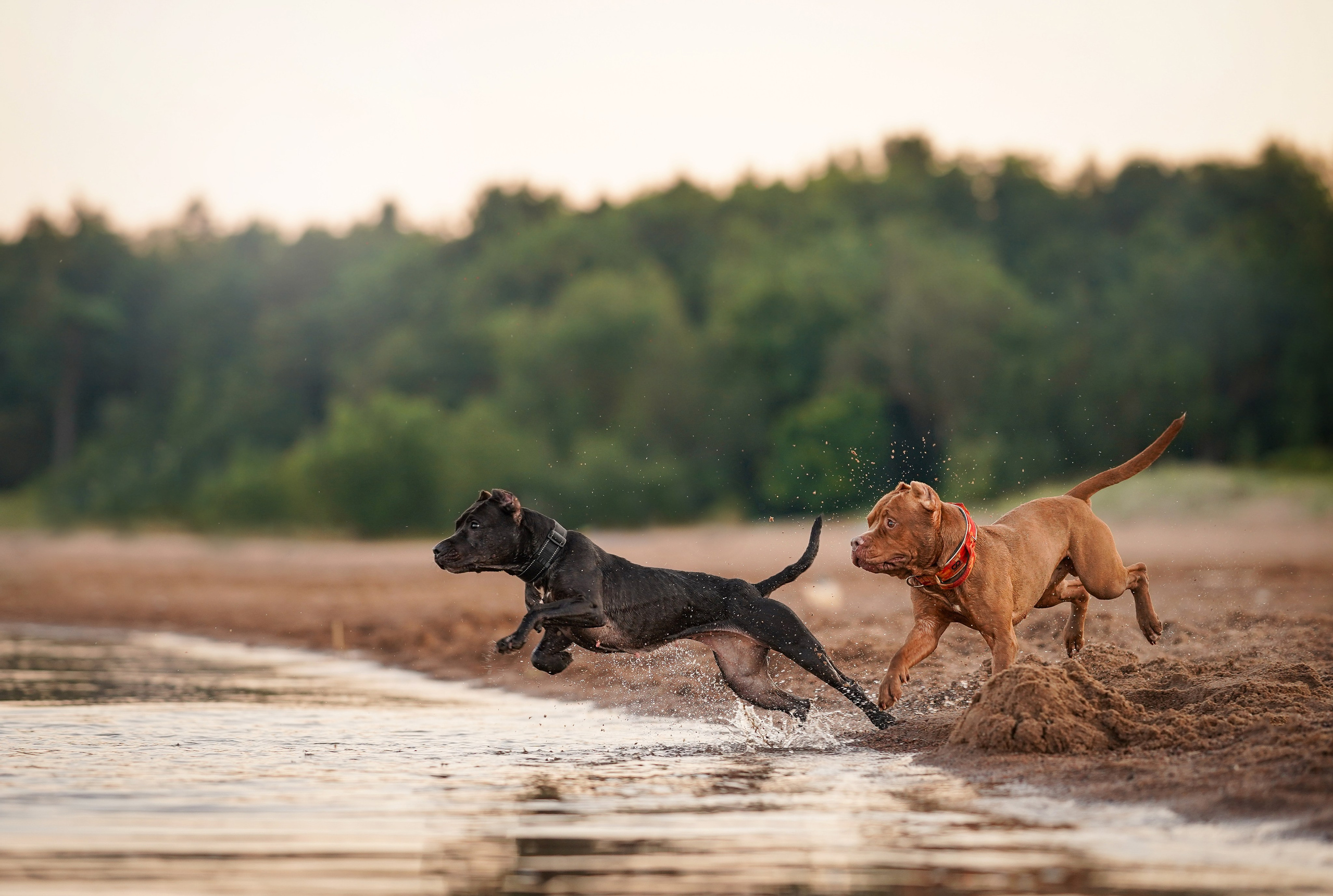 Татьяна Изи и Джем. Фотограф-анималист в Санкт-Петербурге Яна Мартынова