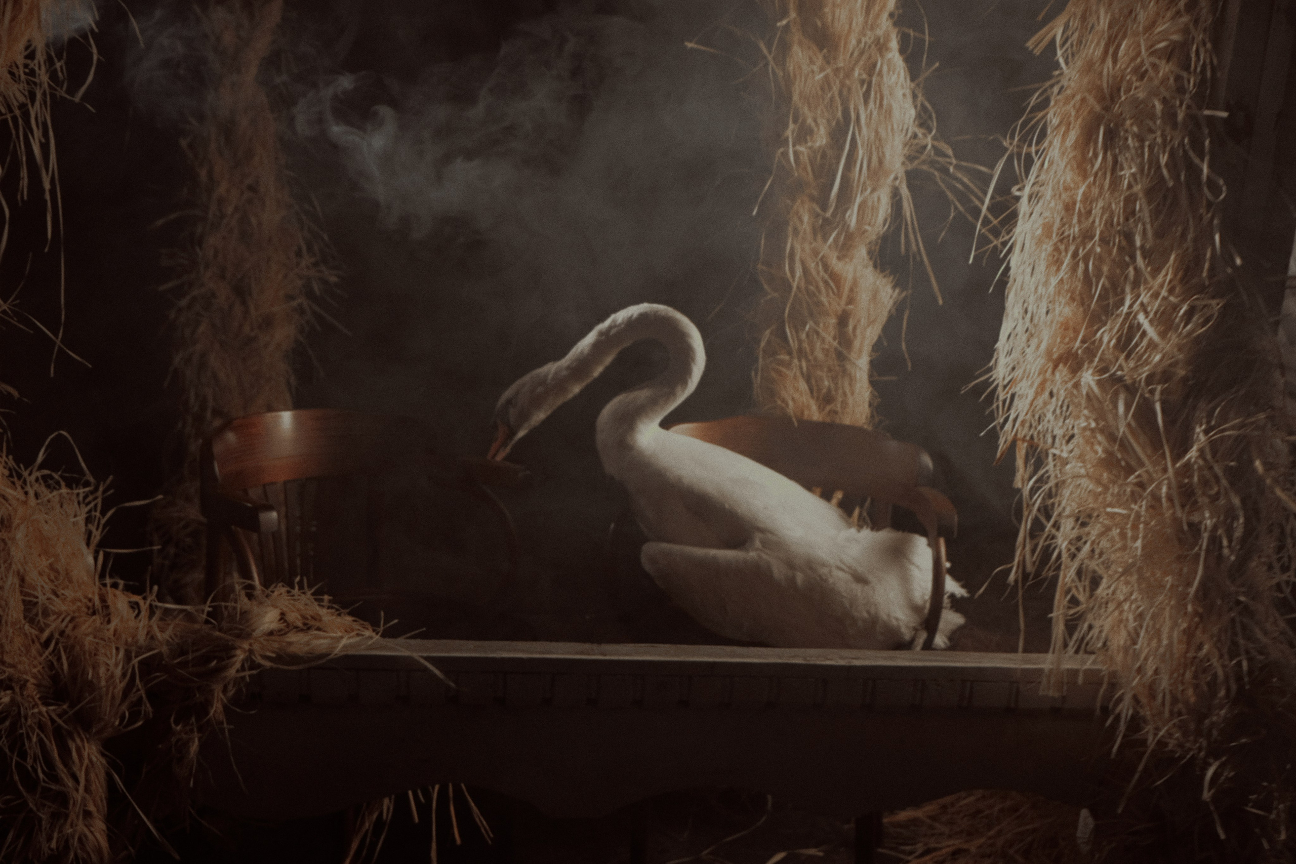 Гуси Лебеди. Фотограф Настя Лев