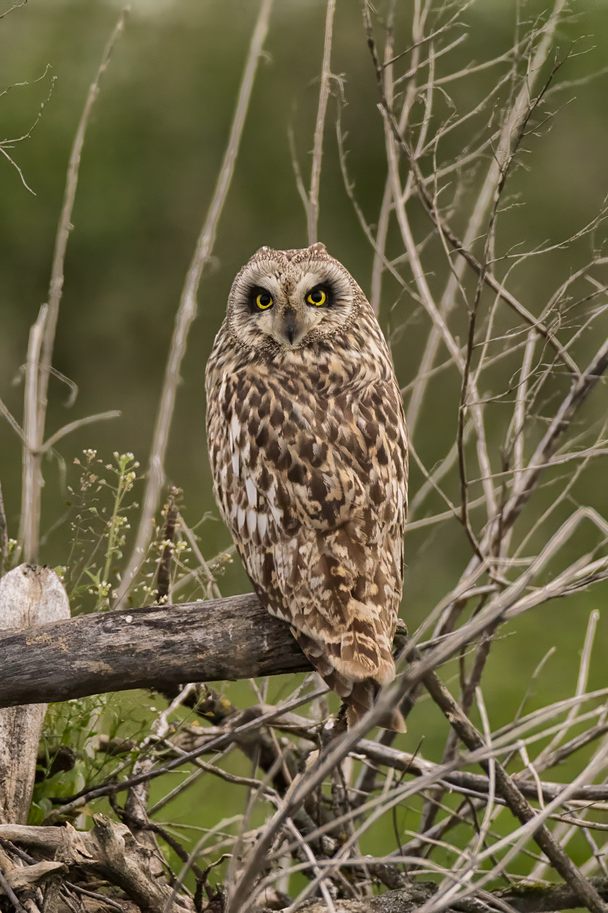 Болотная сова. Photomantis