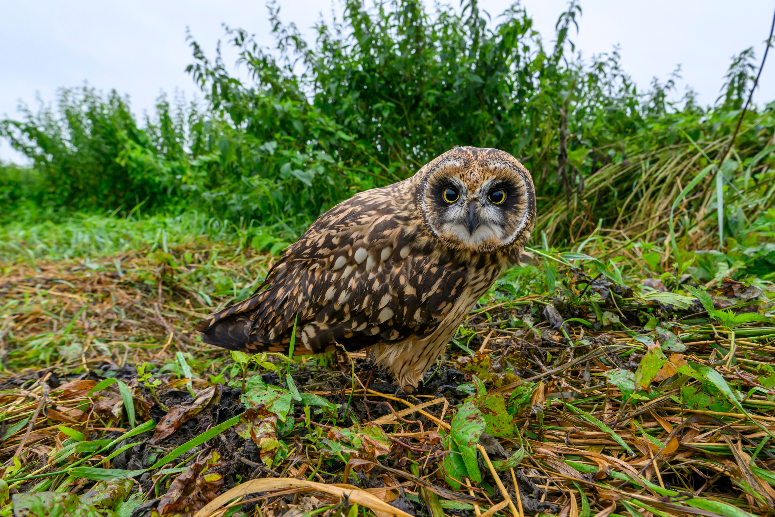 Фотосессия совенка | Owlet photo session. Фотограф Сергей Пупонин