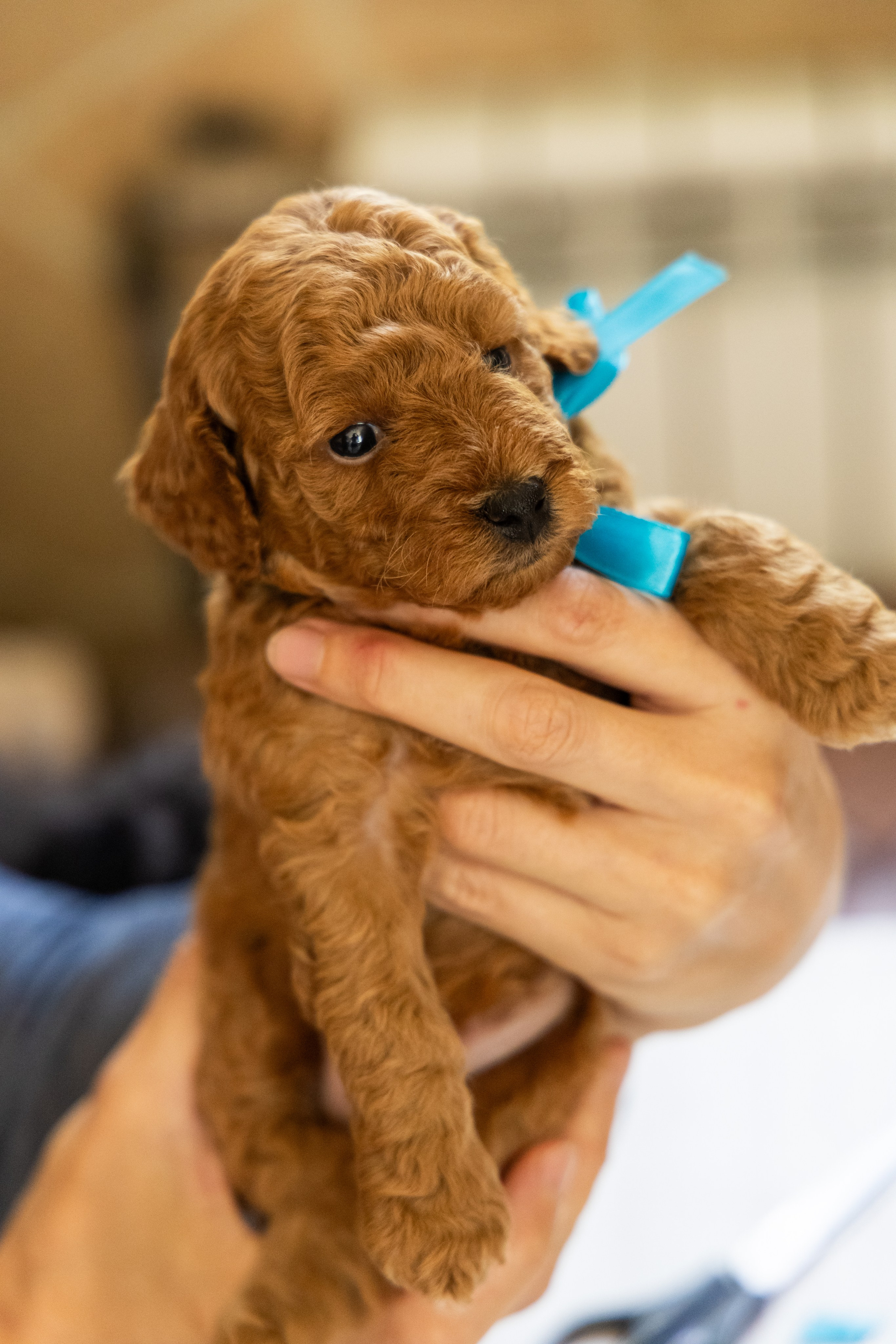 С животными. Фотограф-ретушёр