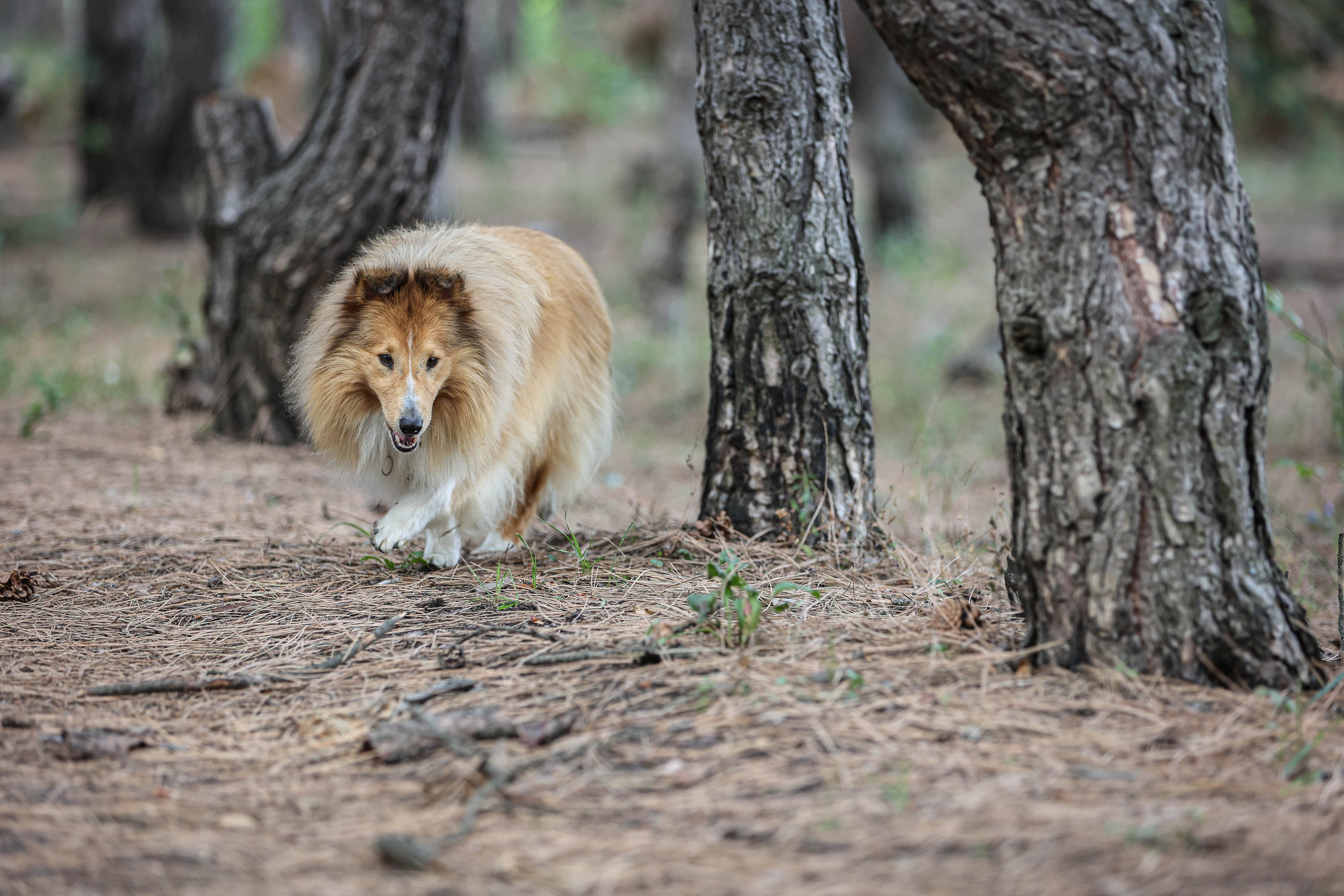 САРОЧКА В ЛЕСУ