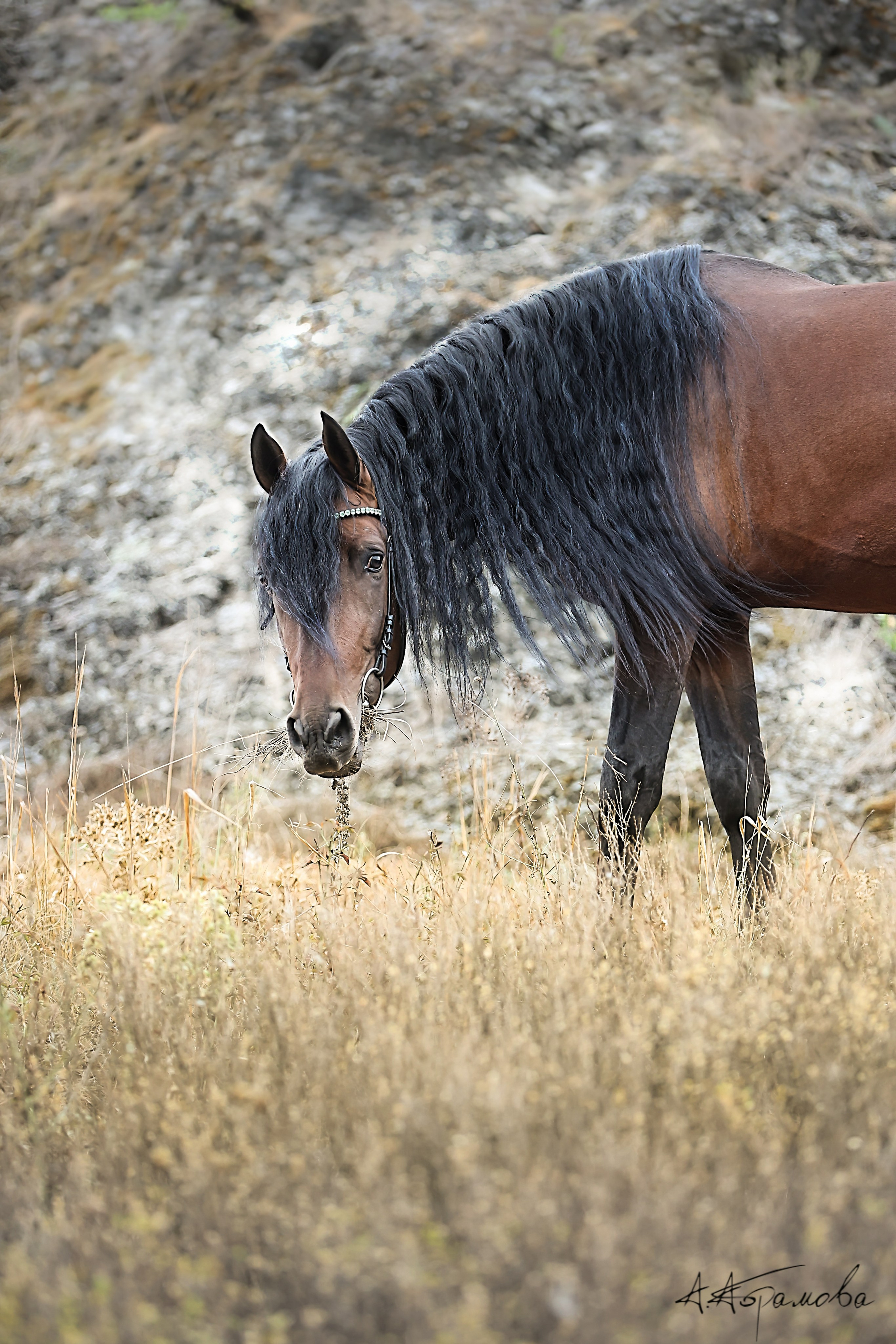 ЛОШАДИ. Фотограф-АниМалист Анна Абрамова