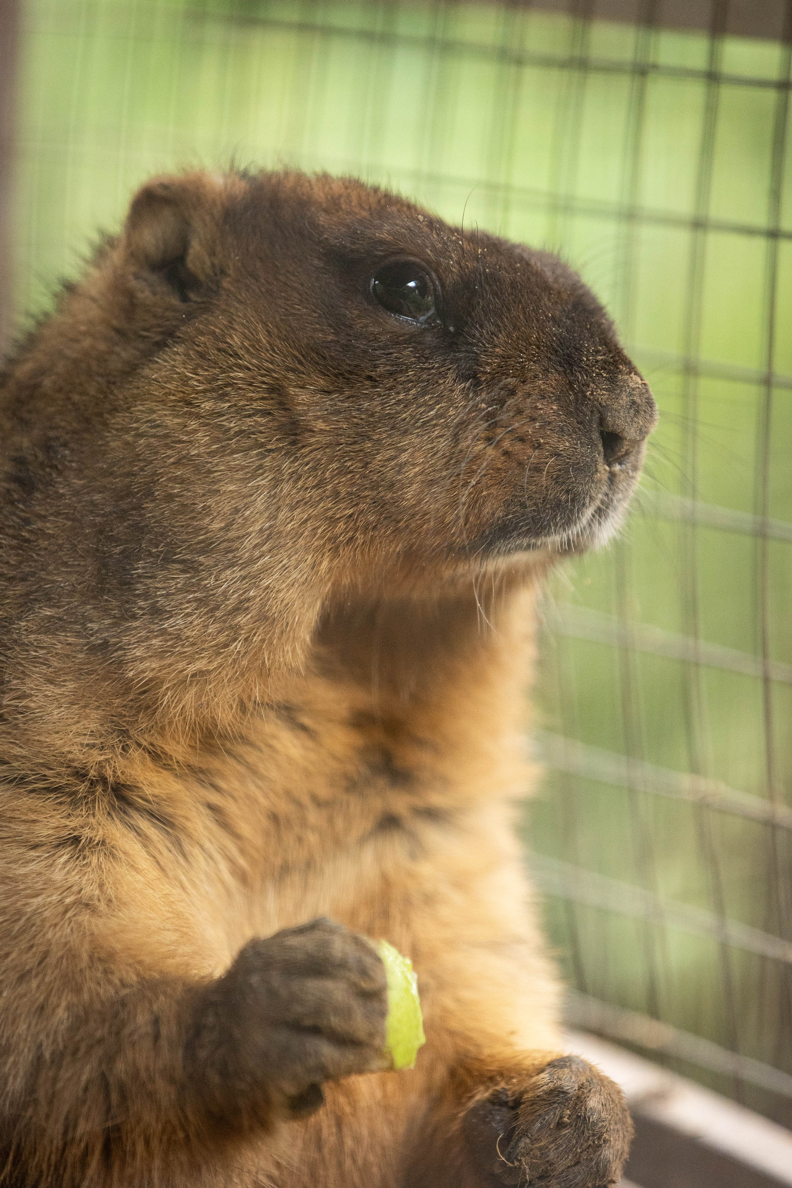 Зоопарк Малинки. Фотограф-АниМалист Анна Абрамова