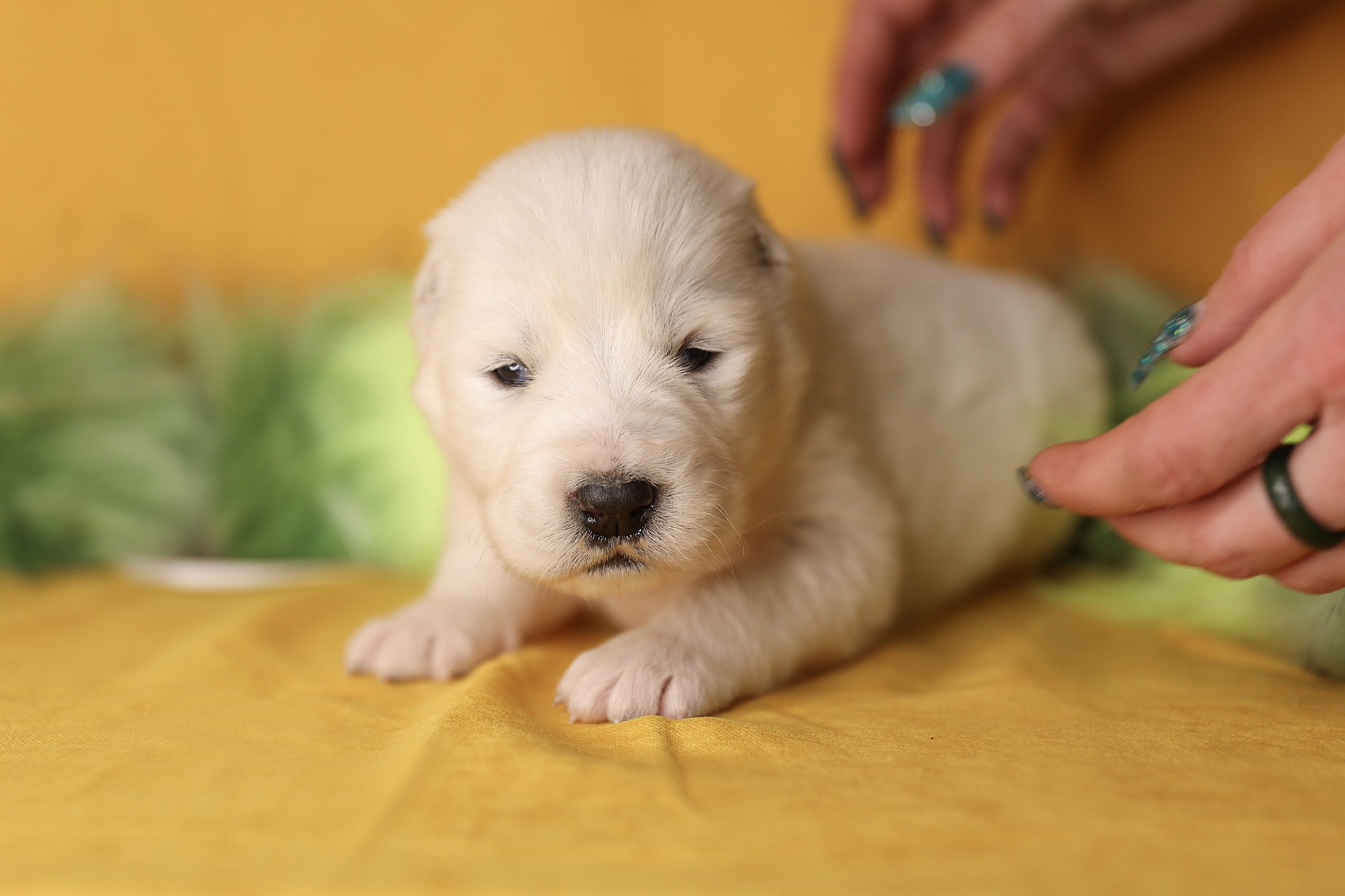 ФОТОССЕСИЯ ЩЕНКОВ. Фотограф-АниМалист Анна Абрамова