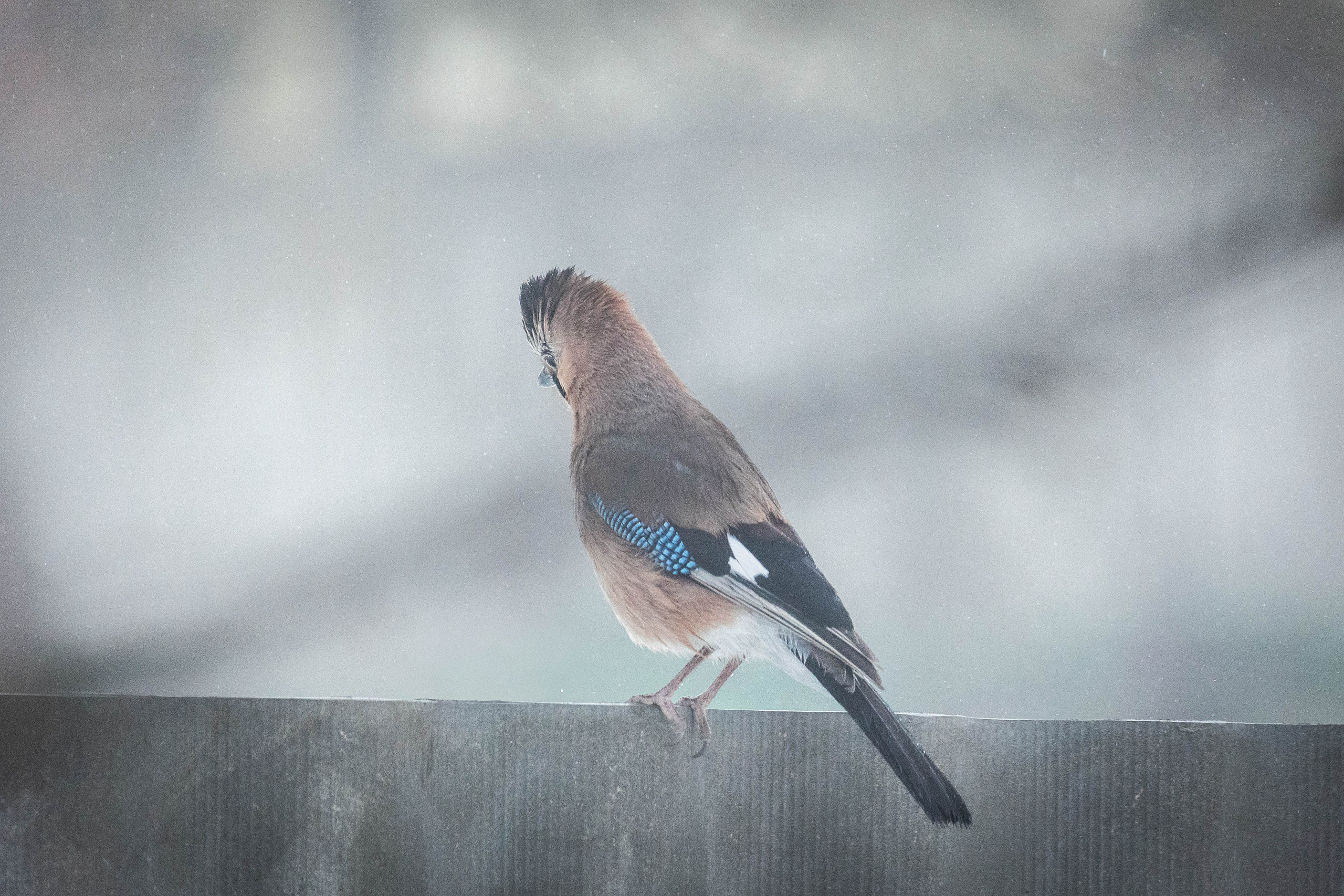 Дикий животный мир. Фотограф-АниМалист Анна Абрамова