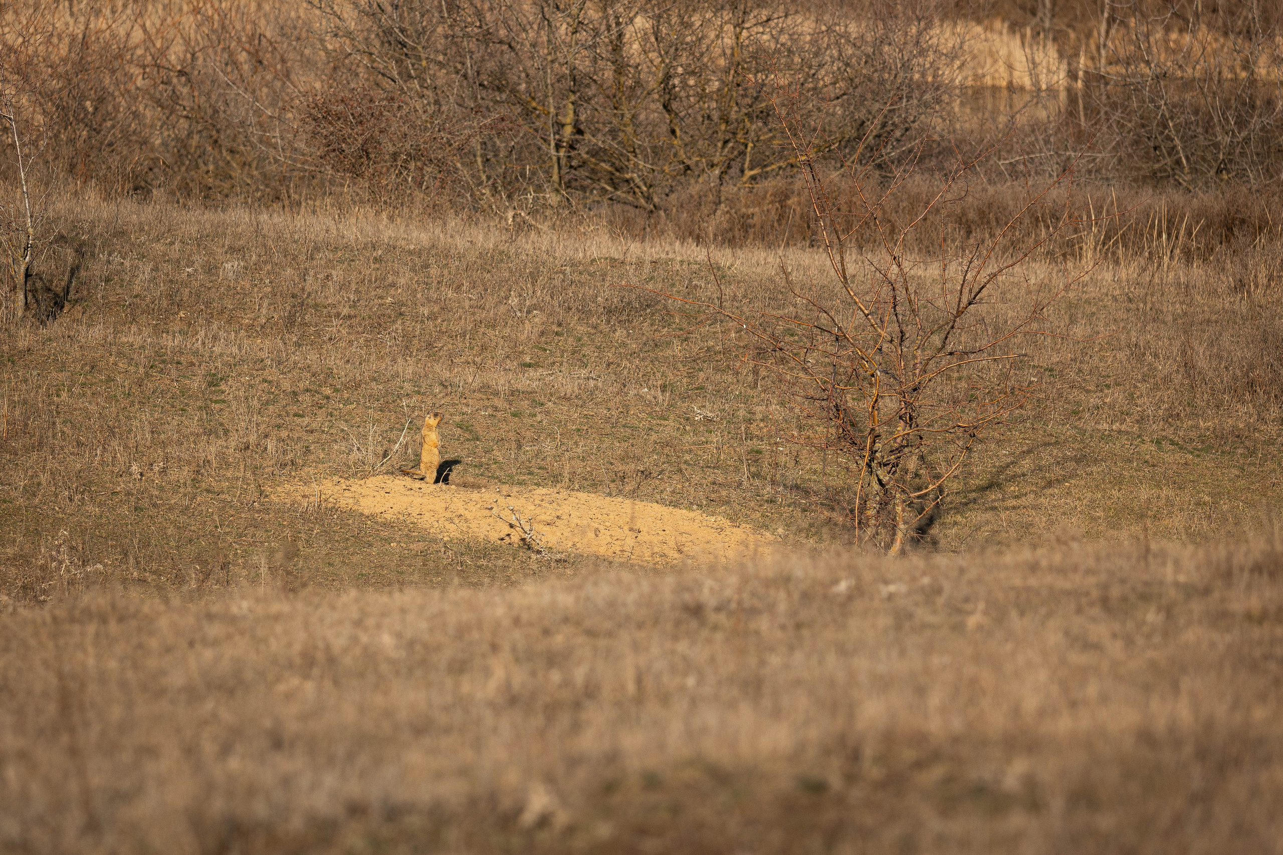 Дикий животный мир. Фотограф-АниМалист Анна Абрамова