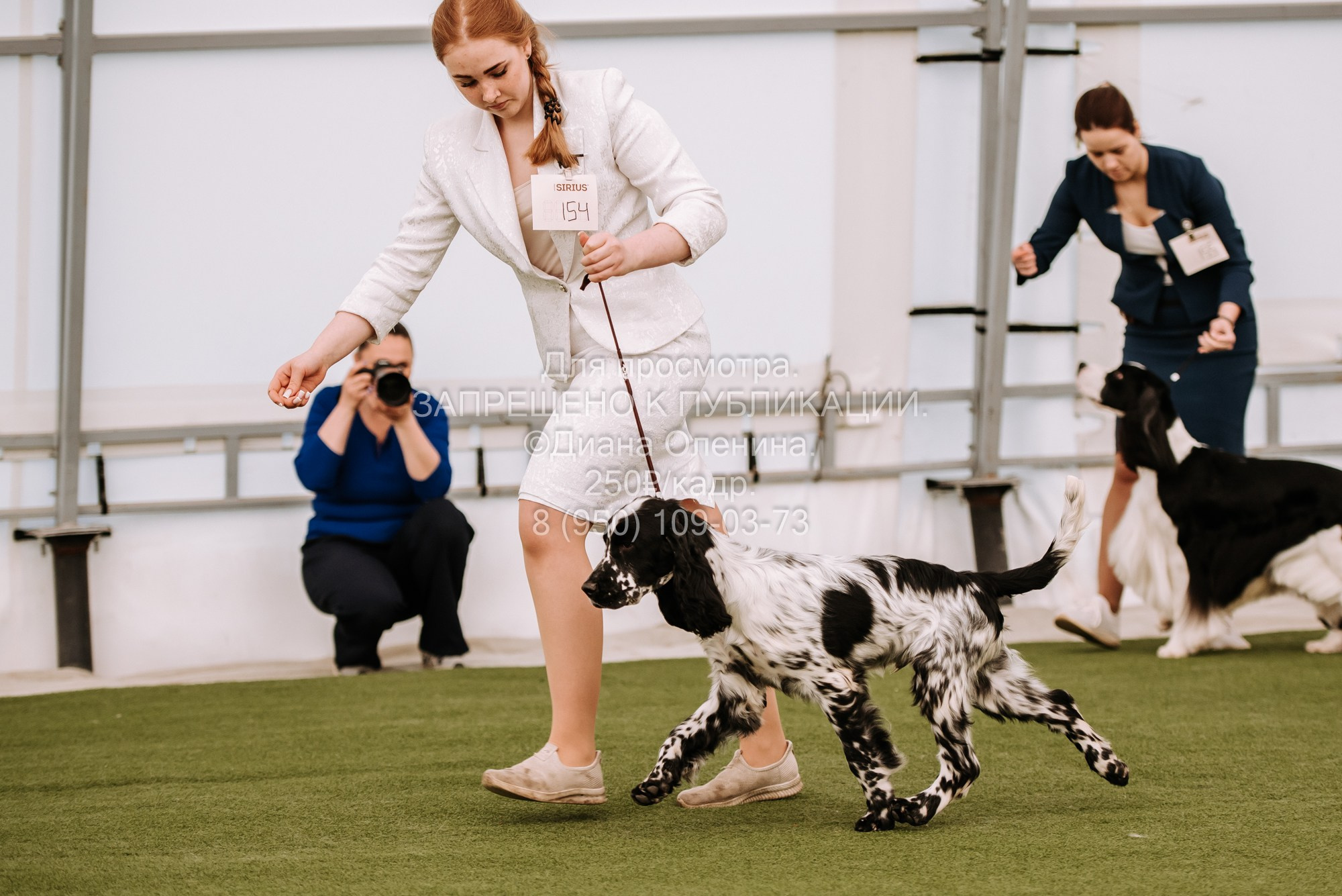 Выставка собак Красноярск 2.06. Фотограф Диана Оленина Красноярск / Братск
