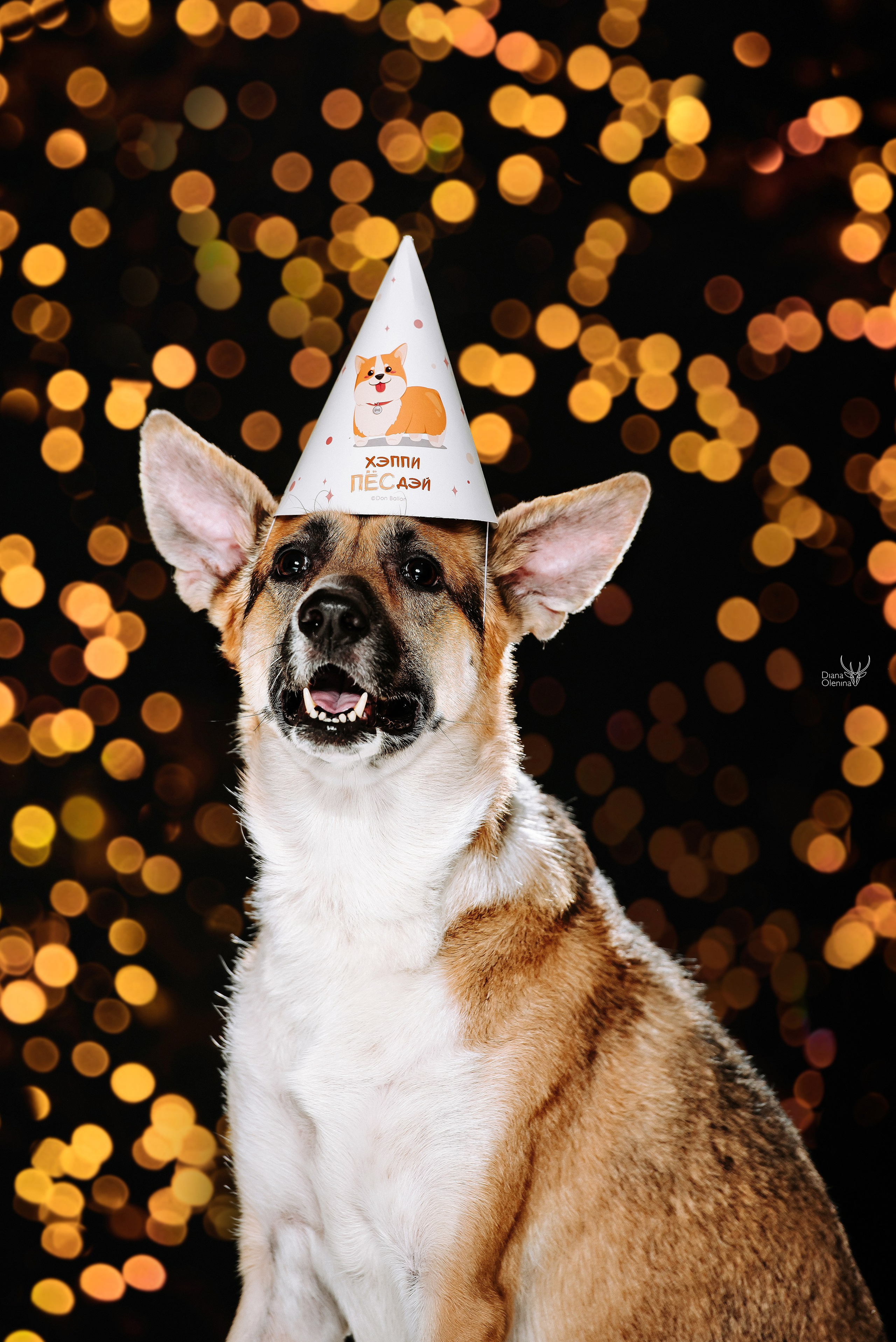 Собаки фоны. Фотограф Диана Оленина Красноярск / Братск