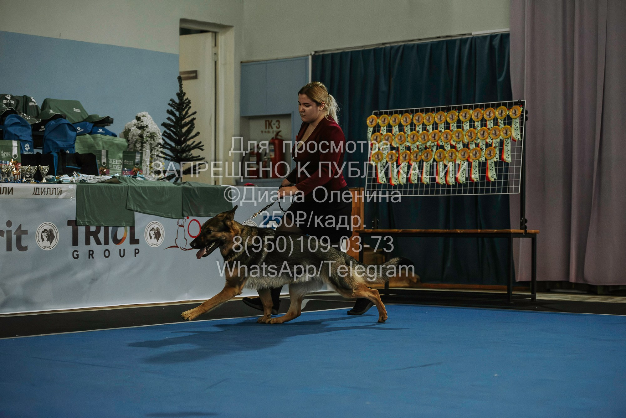 Выставка собак Красноярск 29.10.2023. Фотограф Диана Оленина Красноярск / Братск