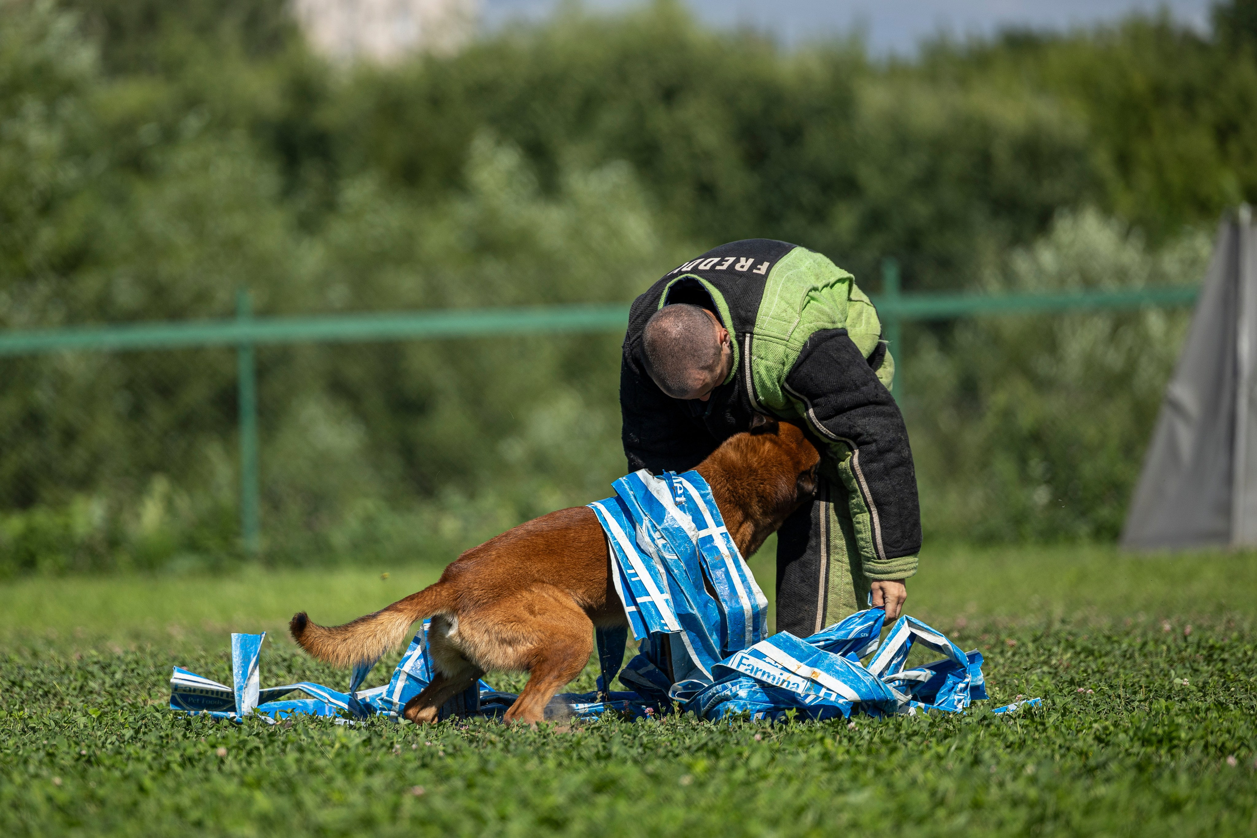 Соревнования по Мондьорингу г. Вологда 10-11.08.2024. Фотограф-анималист Анна Маринич