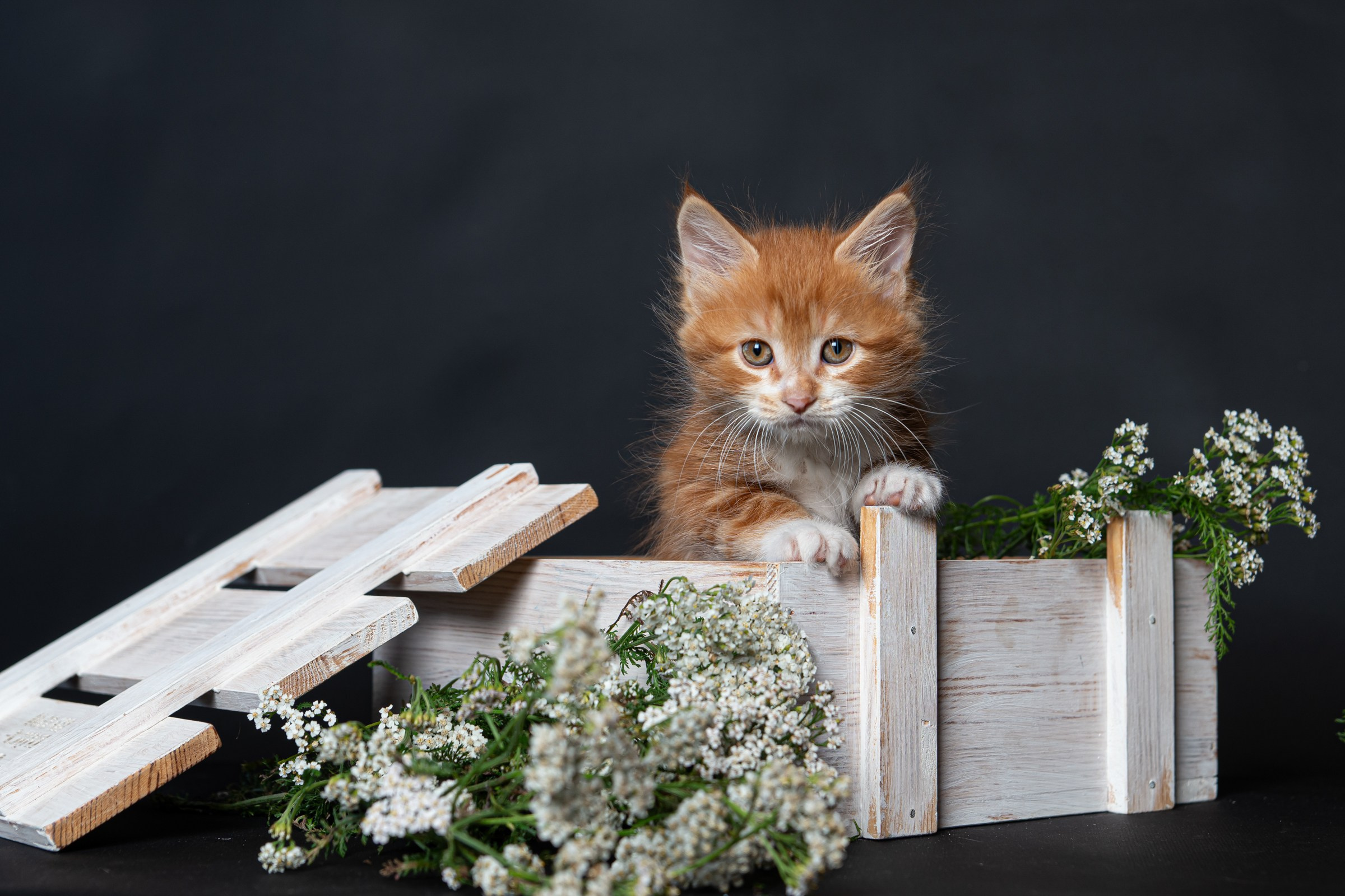 Курильский бобтейл. Фотограф на Камчатке Анна Моргачёва. Семейные и детские съёмки