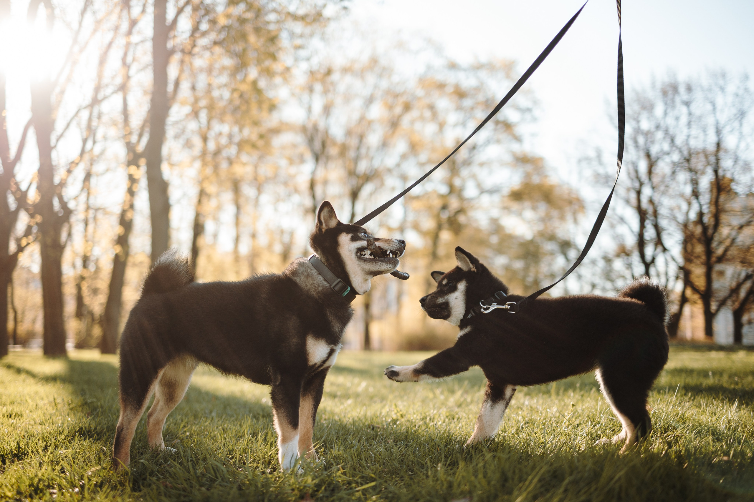 Даша и ее девочки. Фотограф — Анималист | Санкт-Петербург