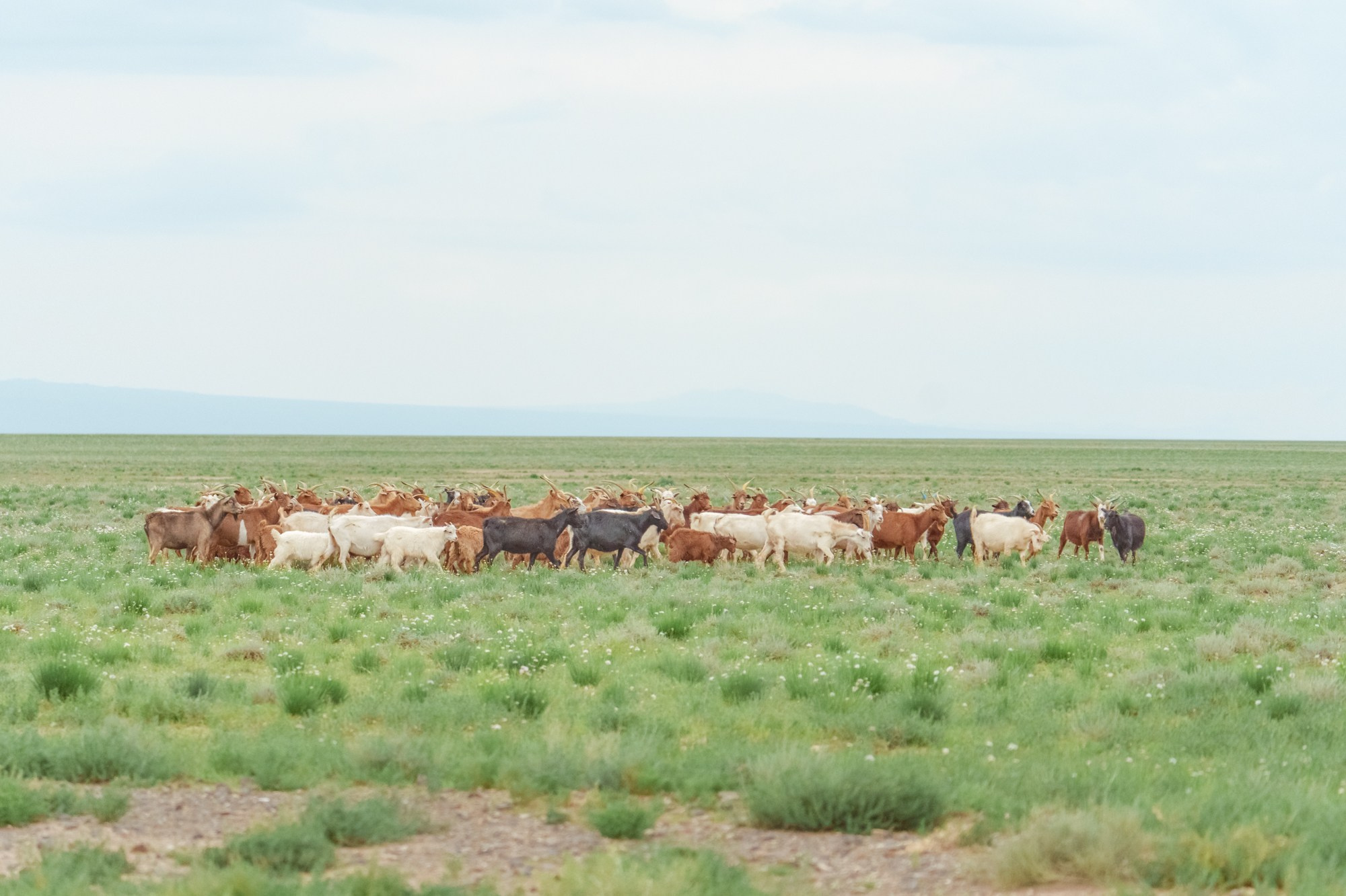 Стадо пасущихся коз и овец  в живописных монгольских пейзажах. Эти животные являются неотъемлемой частью традиционного кочевого образа жизни в Монголии