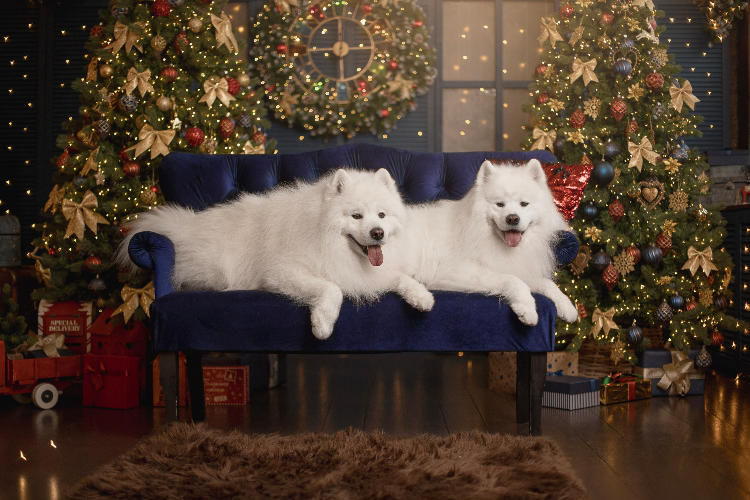 Пушистые самоедские драконы в студии. Фотограф анималист в Москве Майорова Евгения