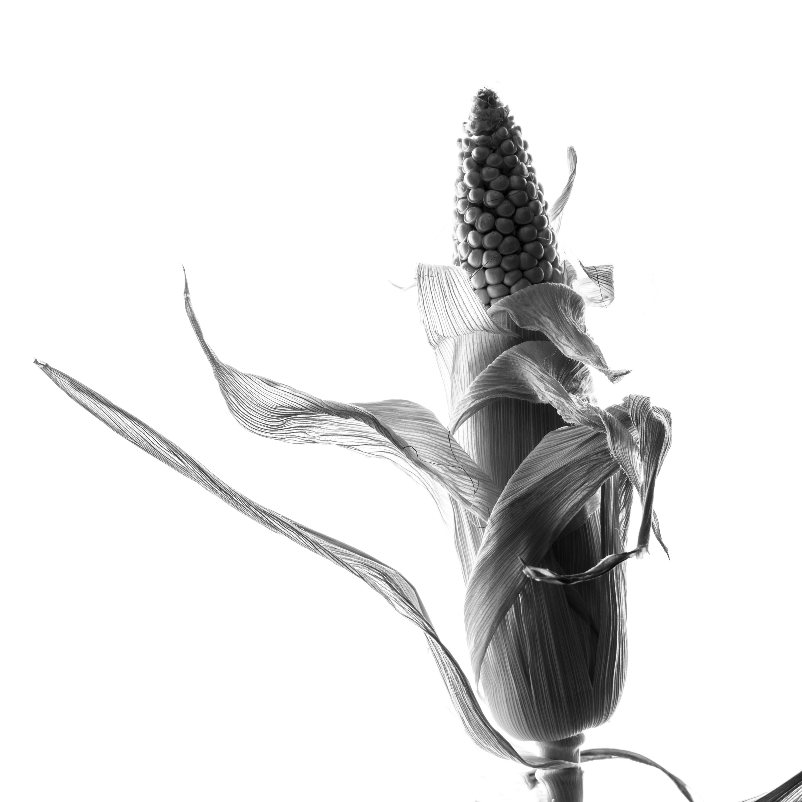 Цветы тревоги. Ксюша Черотченко — фотограф из Санкт-Петербурга