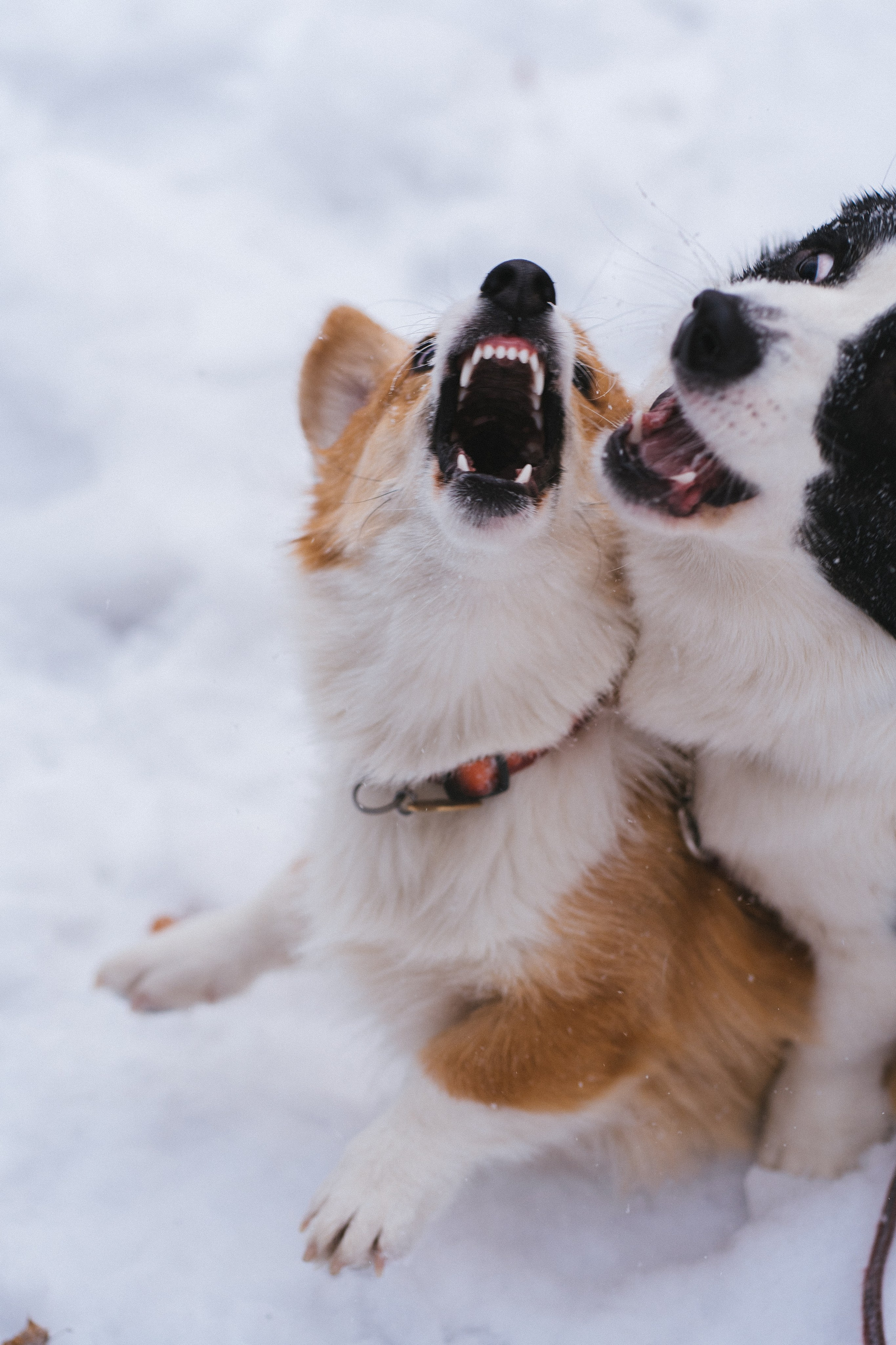 Агата и Лайк. Свадебный фотограф в Москве Анна Полушина