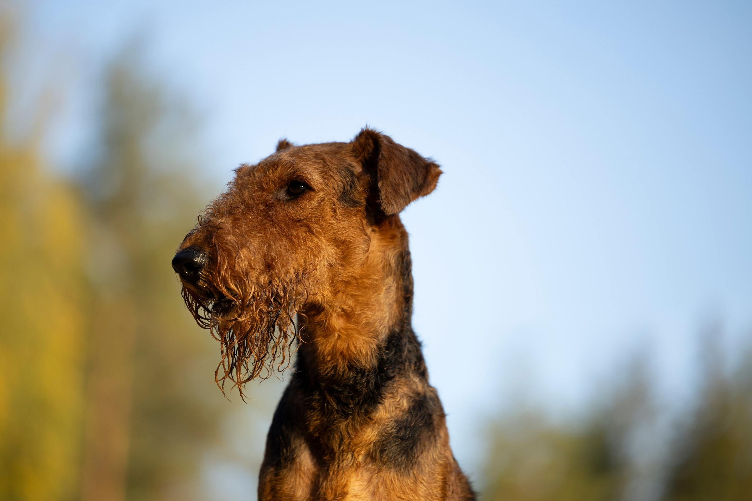 Харди. Фотограф-анималист Анна Маринич