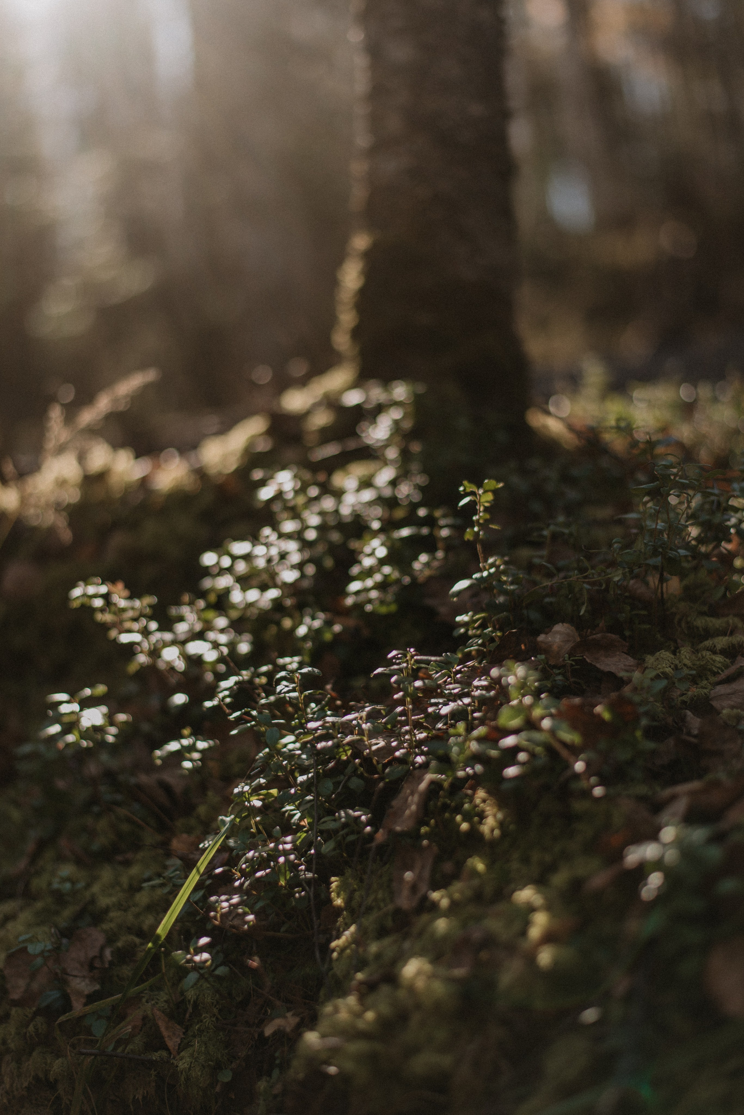 Кутурчины. Свадебный и семейный фотограф в Красноярске Наталья Дроздова