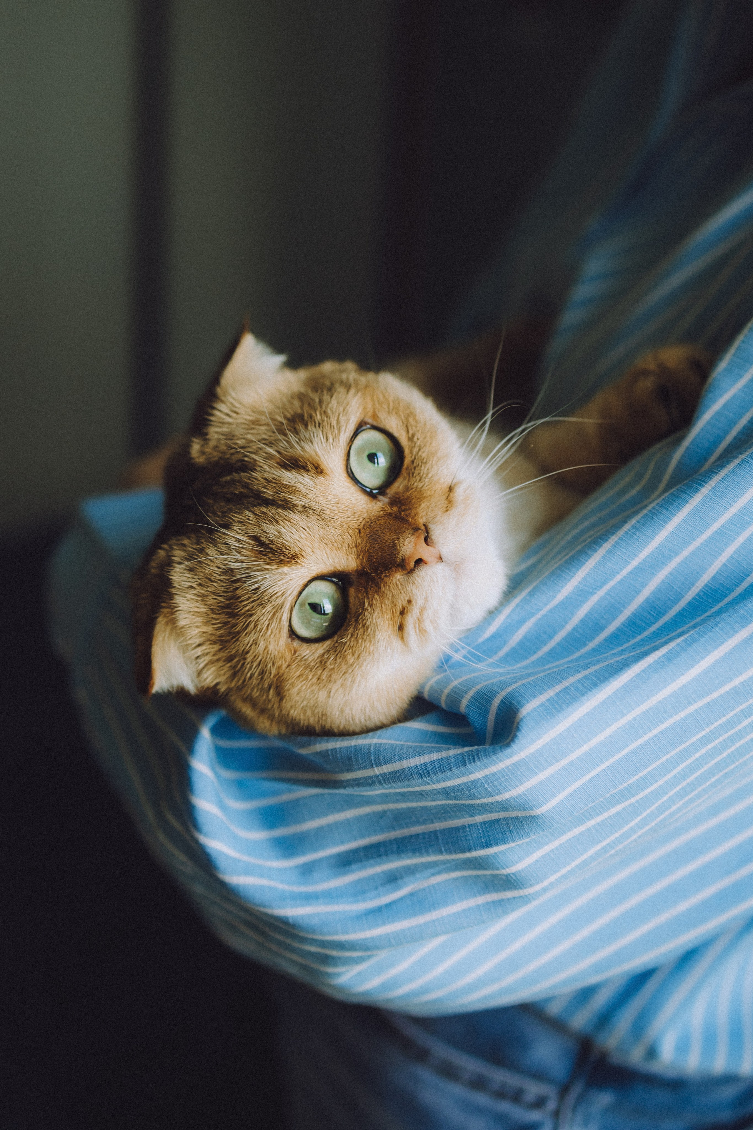 Генри и его семья