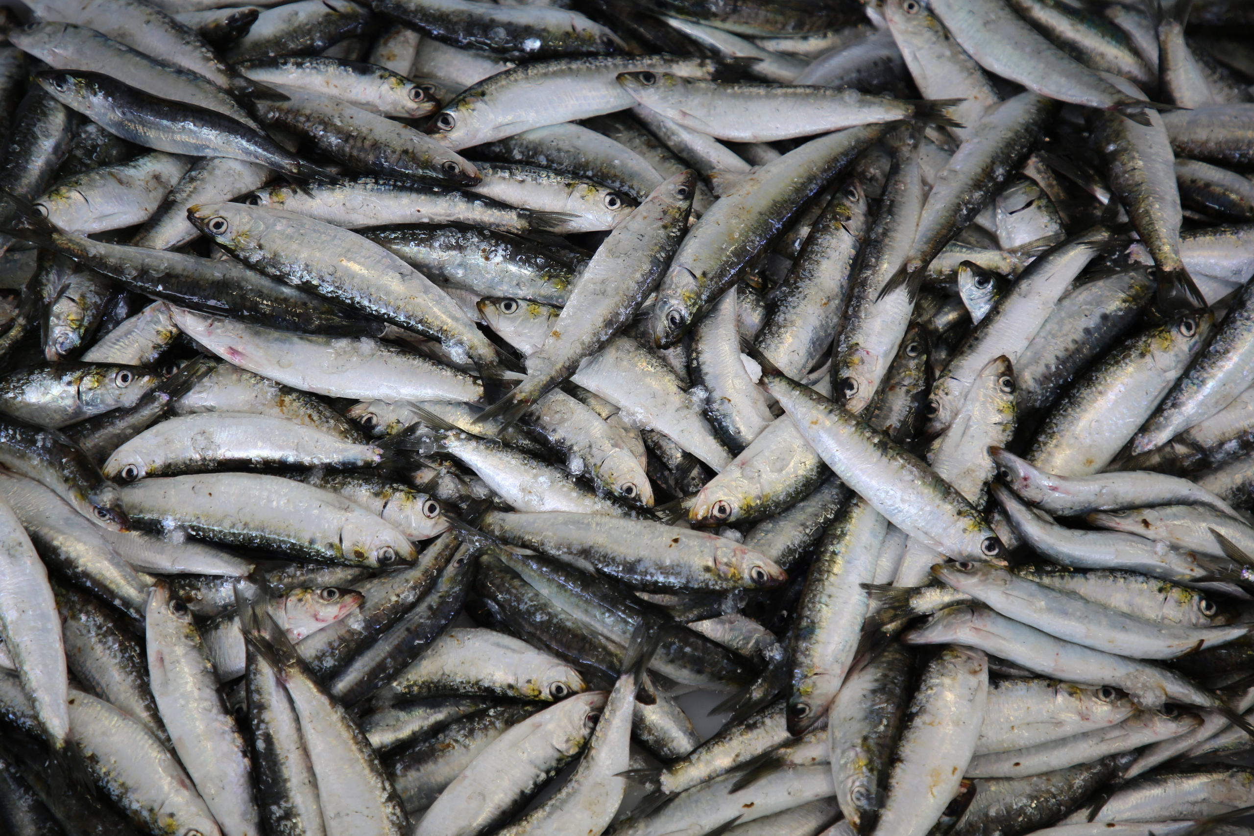 Espihnio, Portugal. Andrey Filippov Photographer