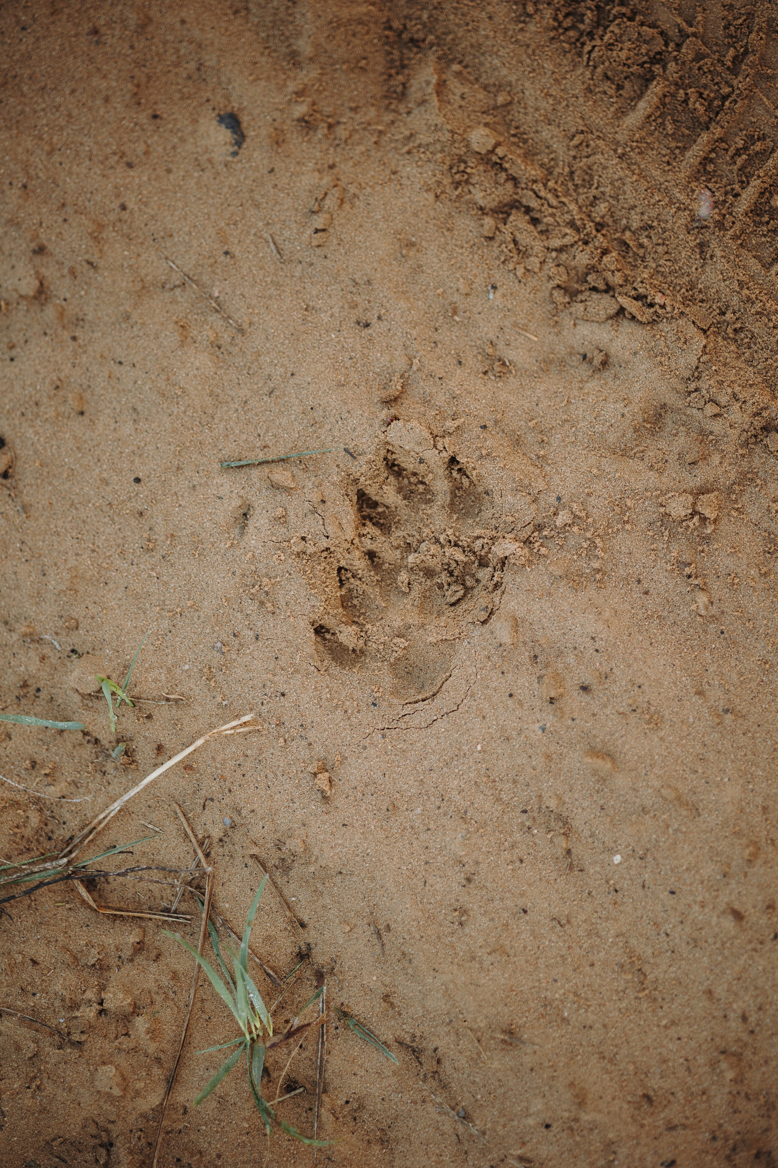Ольга и Рекс. Фотограф — Анималист | Санкт-Петербург