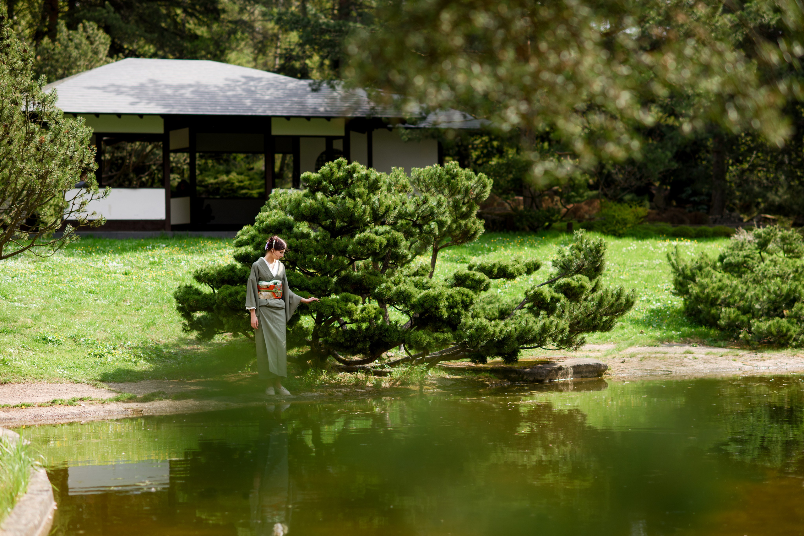 Любование цветением сакуры в Японском саду. Главная