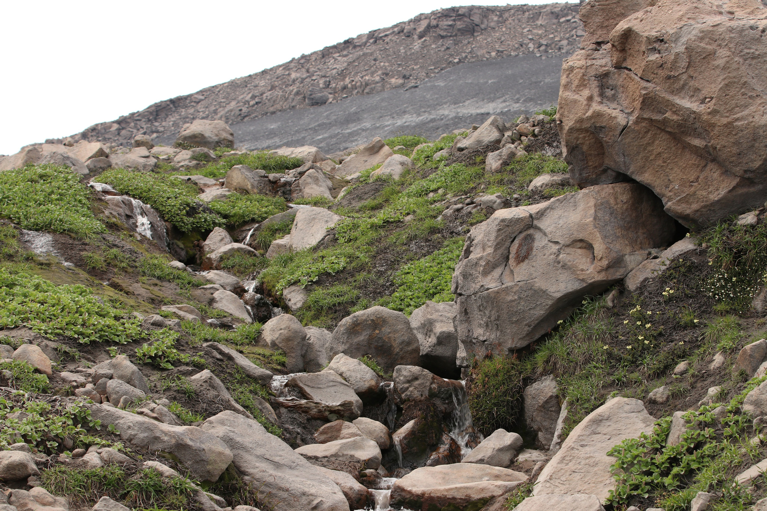 Камчатка и о. Парамушир. Июль 2024. Путешественник-фотограф из Санкт-Петербурга Татьяна Свистулина