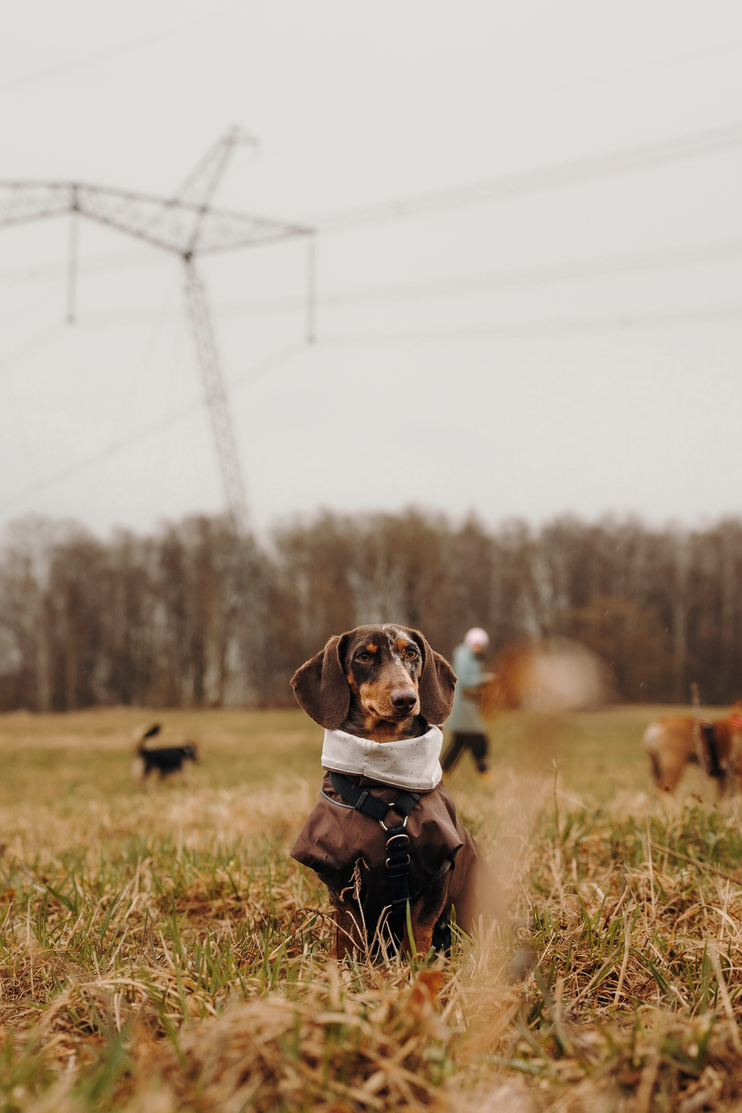 Смена в «DogCamp». Анастасия Белаш